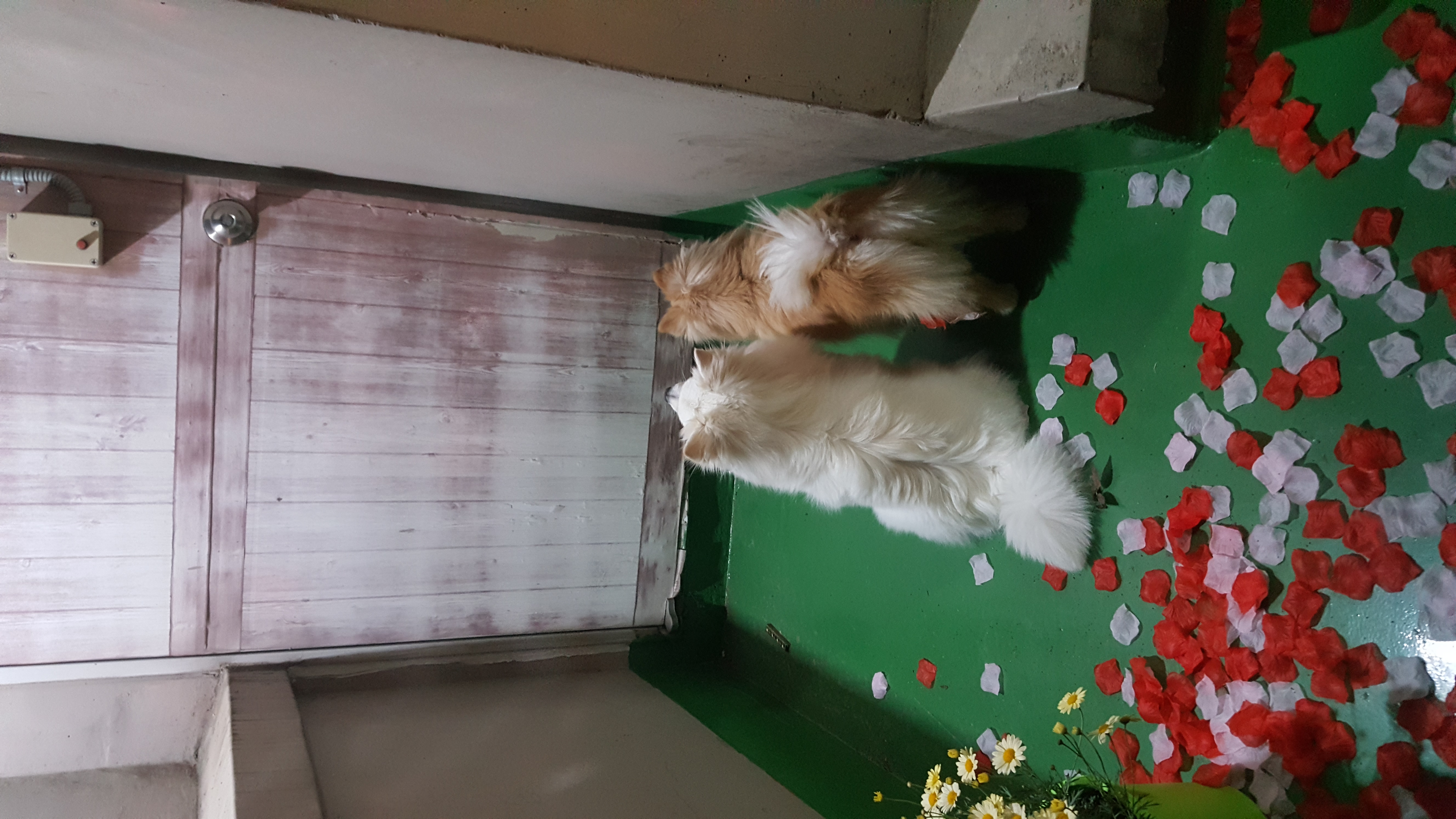 까꿍 꼭지
