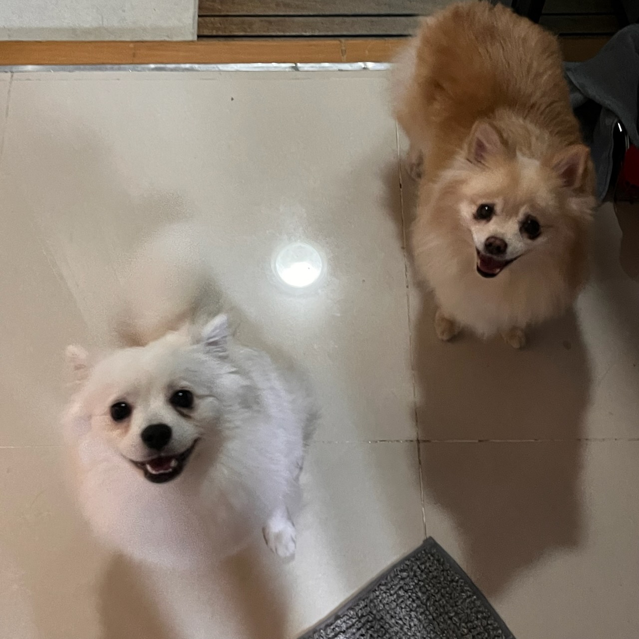 까꿍 꼭지