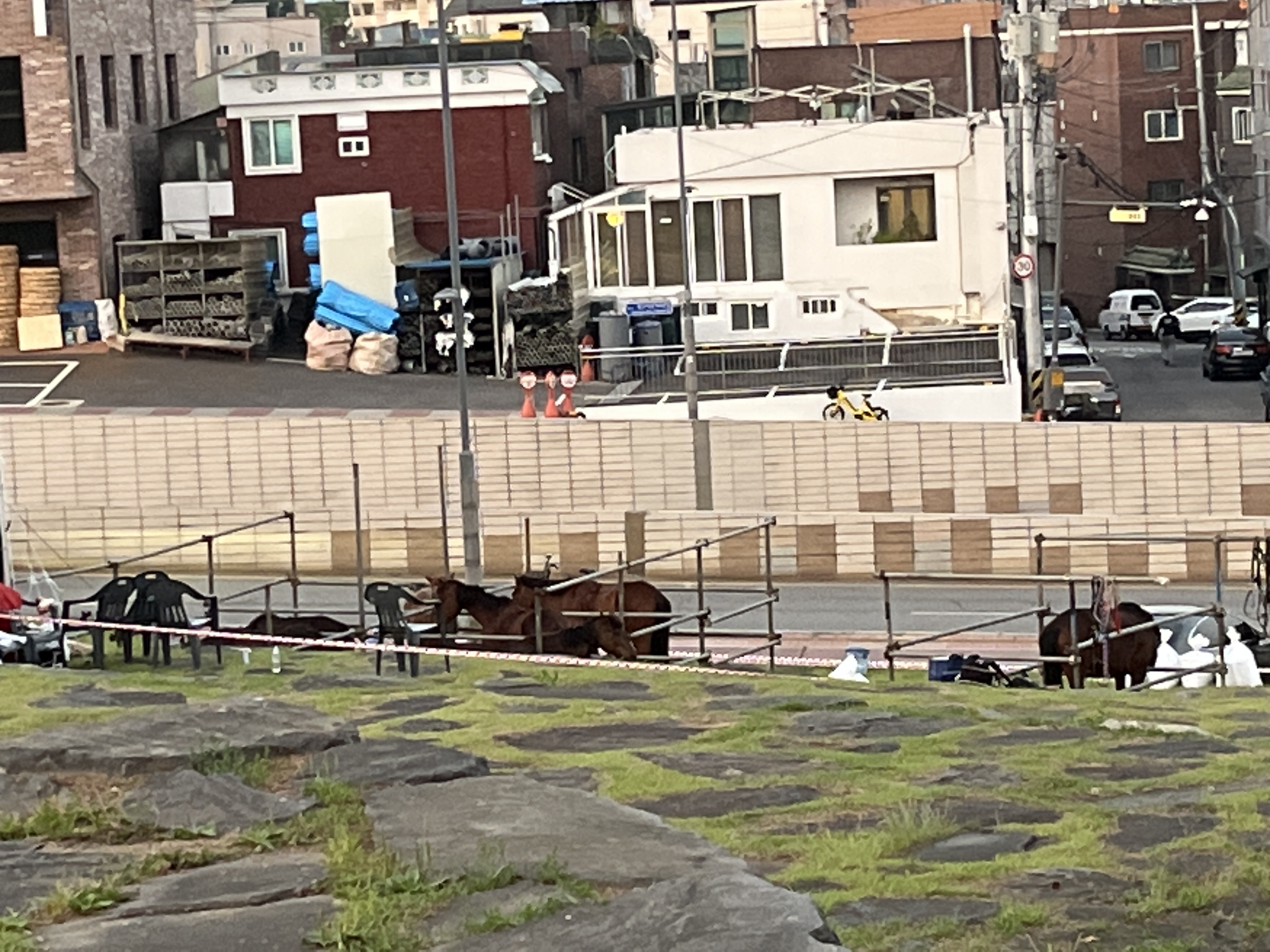 수원 창룡문 말 방치, 학대