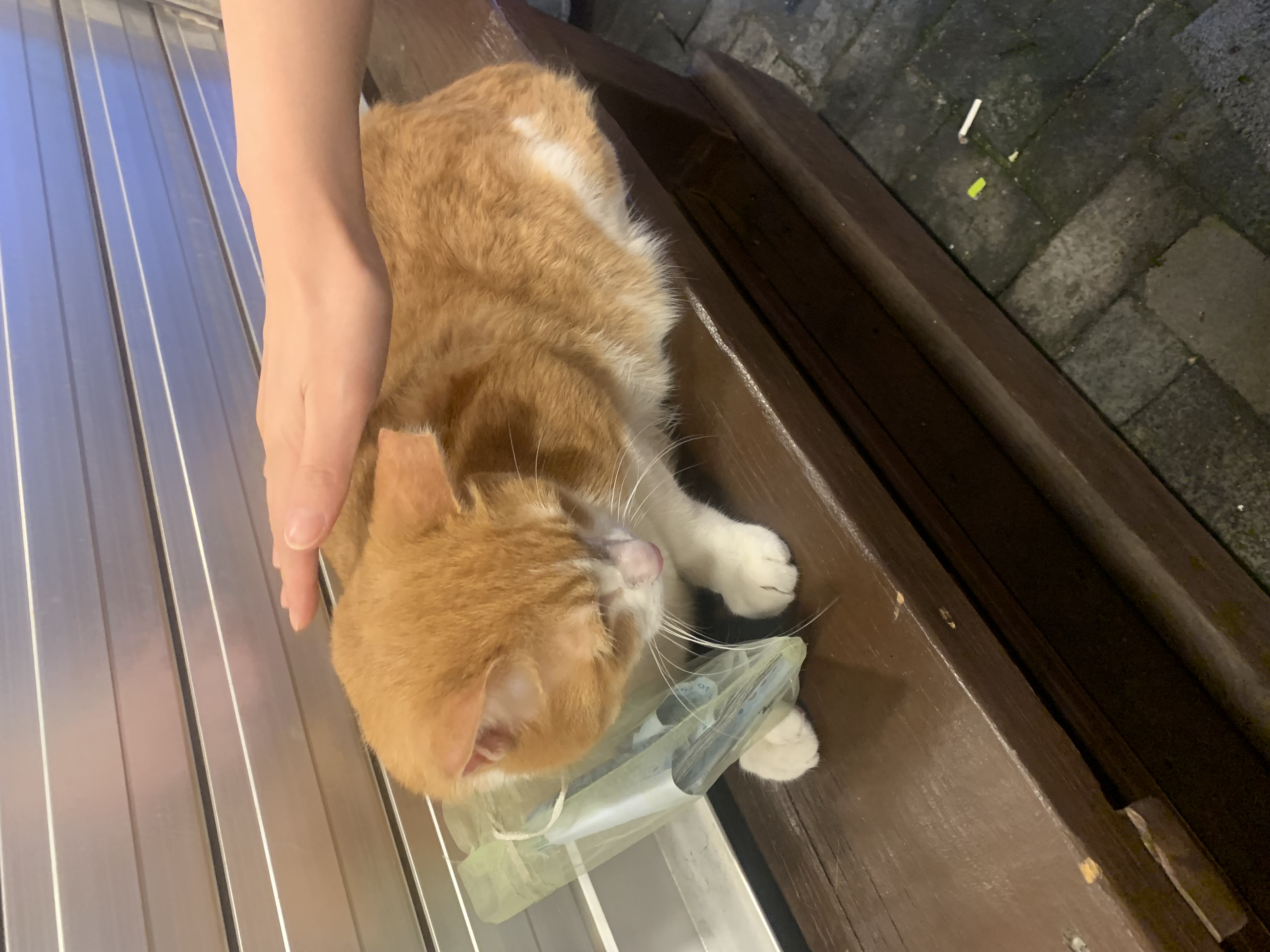 고양이 학대를 신고합니다