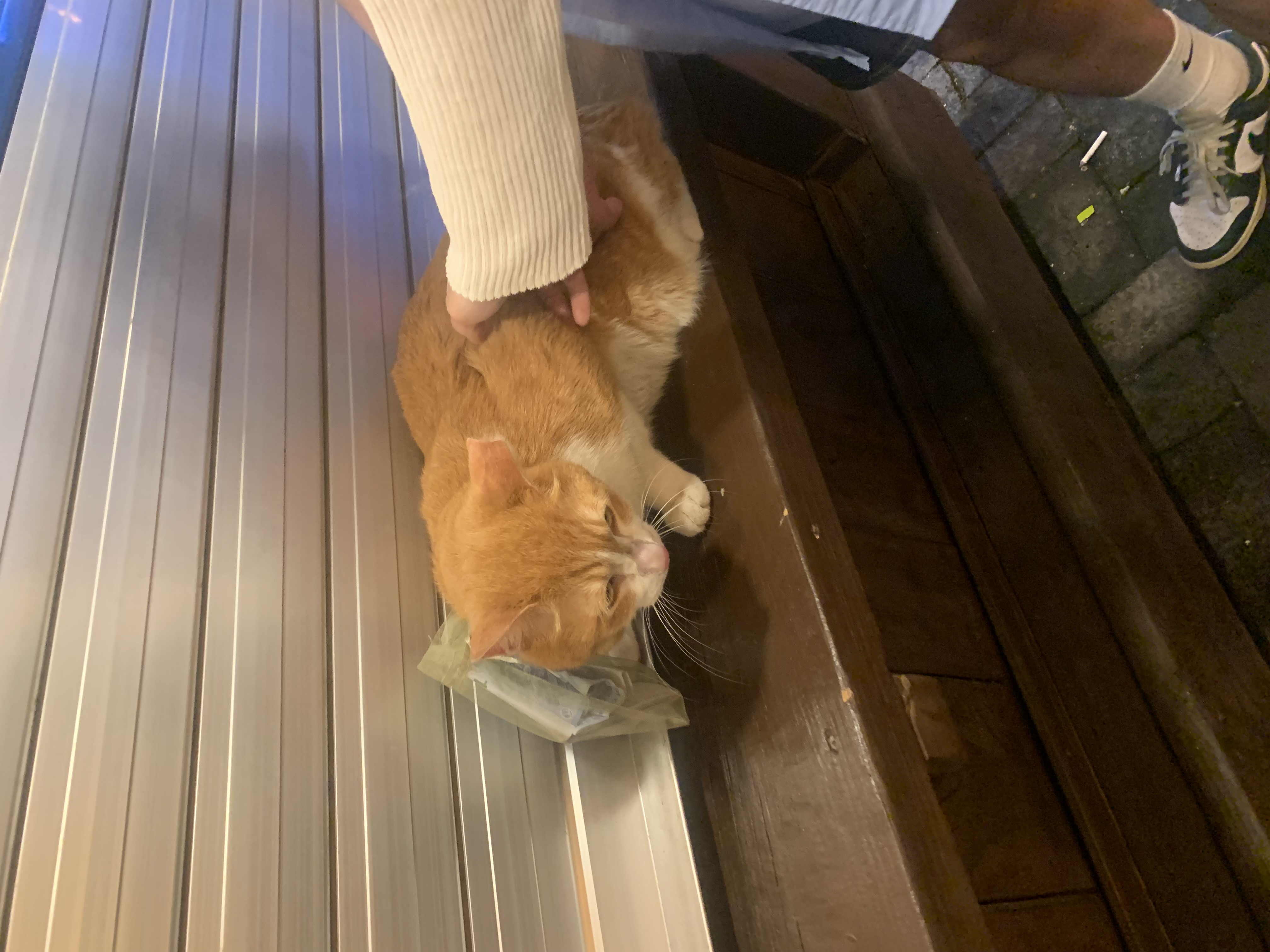 고양이 학대를 신고합니다