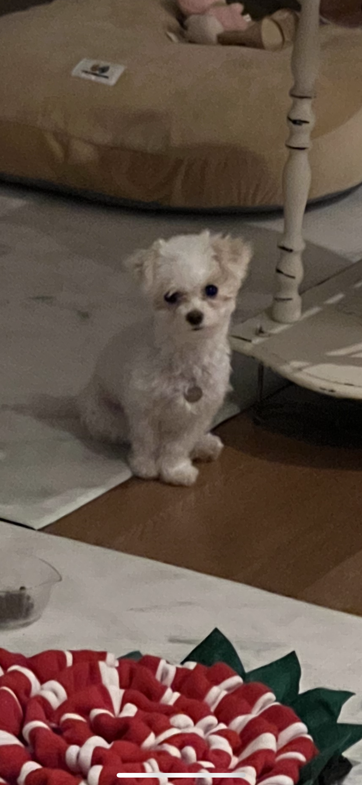 오늘은 마음이 (네즈) 입양 한 달 입니다