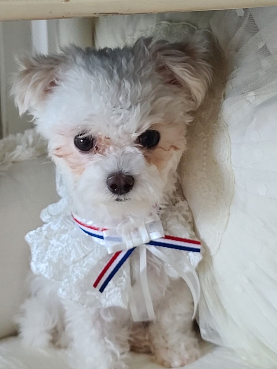 오늘은 마음이 (네즈) 입양 한 달 입니다