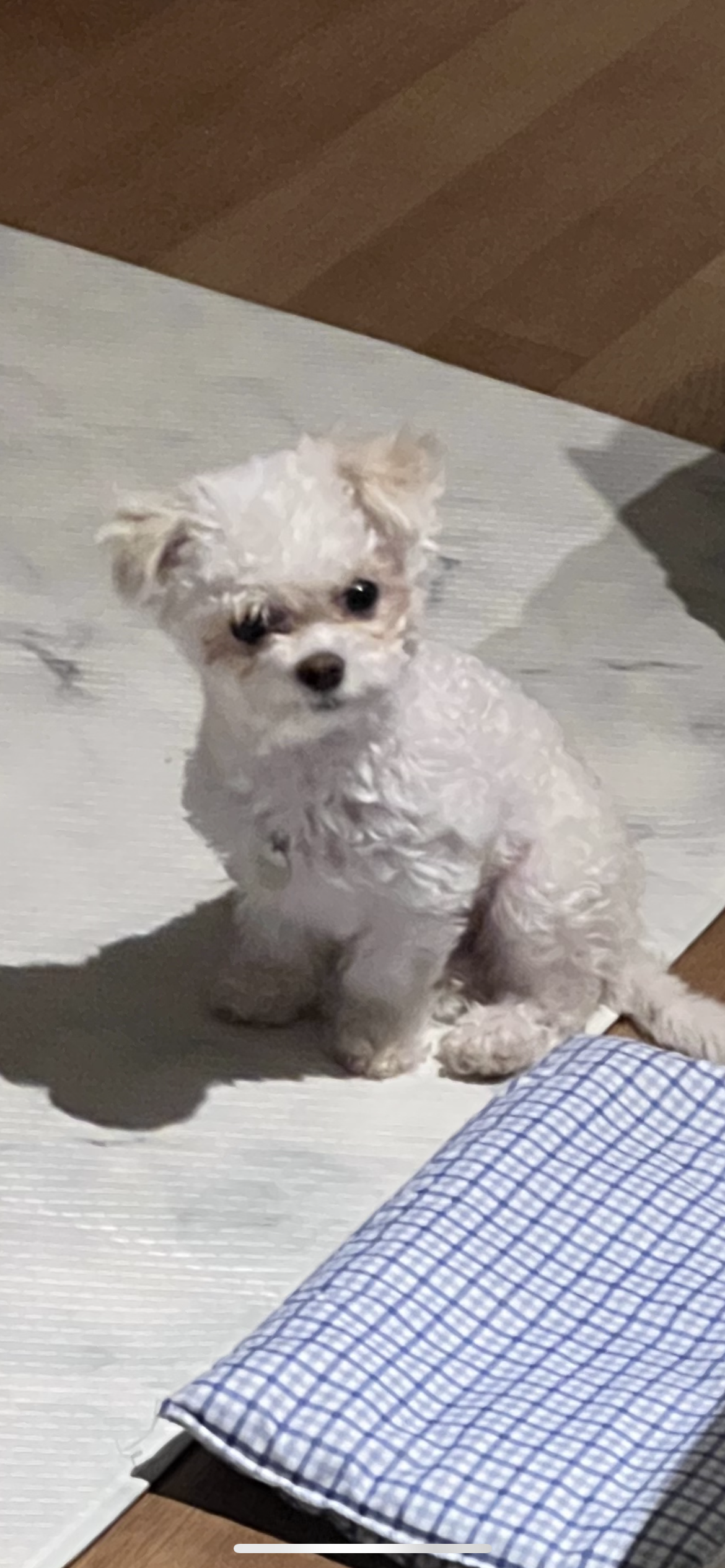 오늘은 마음이 (네즈) 입양 한 달 입니다
