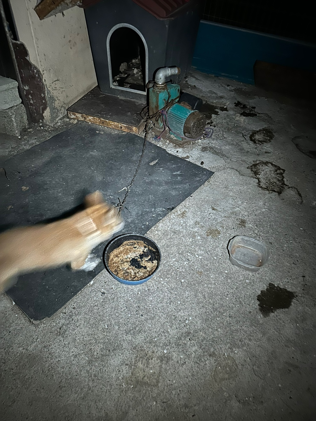 계속해서 새끼를 키우다 팔아버립니다. 학대방치 동물 신고합니다. 제발 구조 부탁드립니다.
