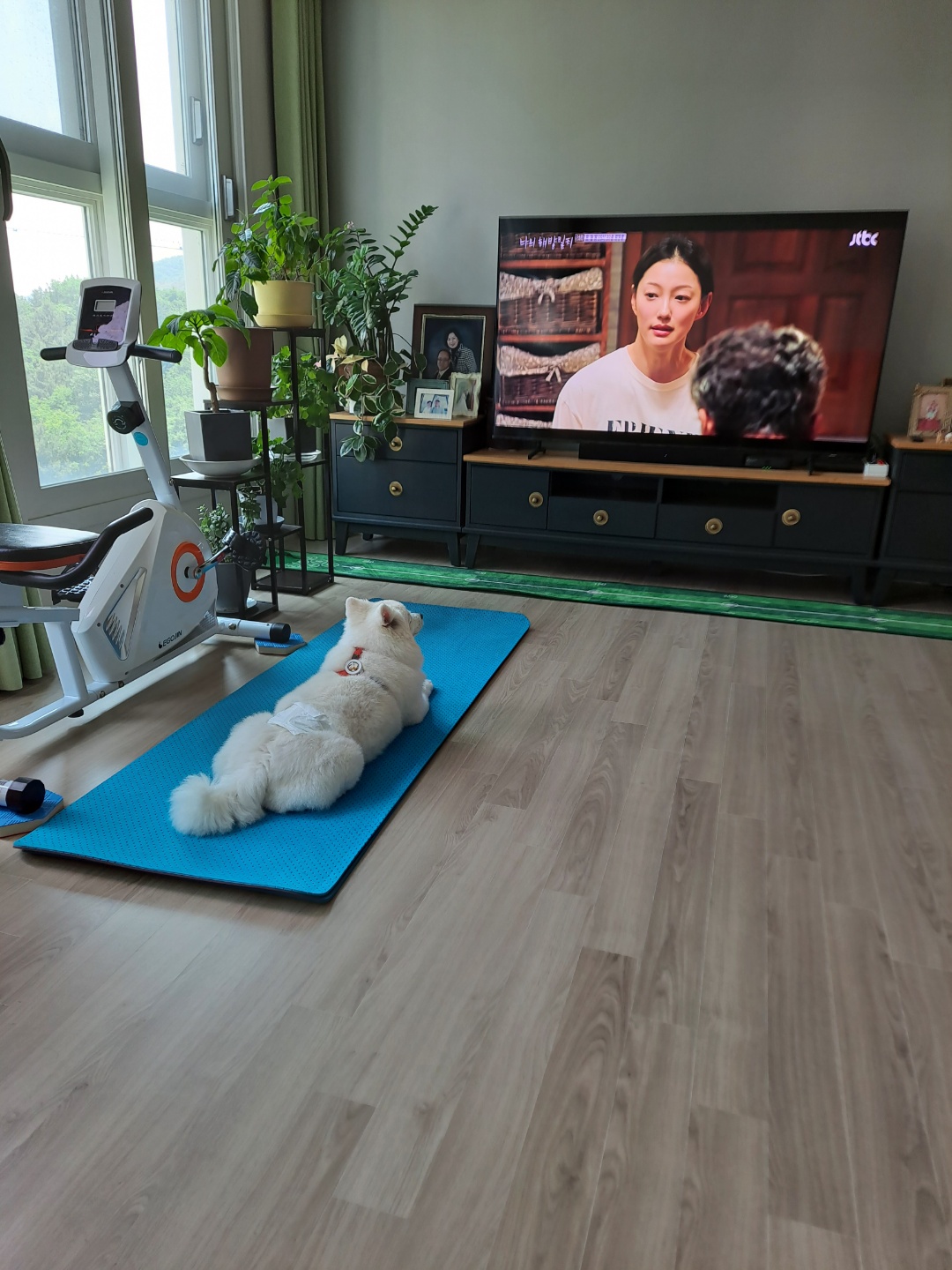 [입양3주년후기] 동화(구.바밤바)와 함께한 3주년 이야기입니다~