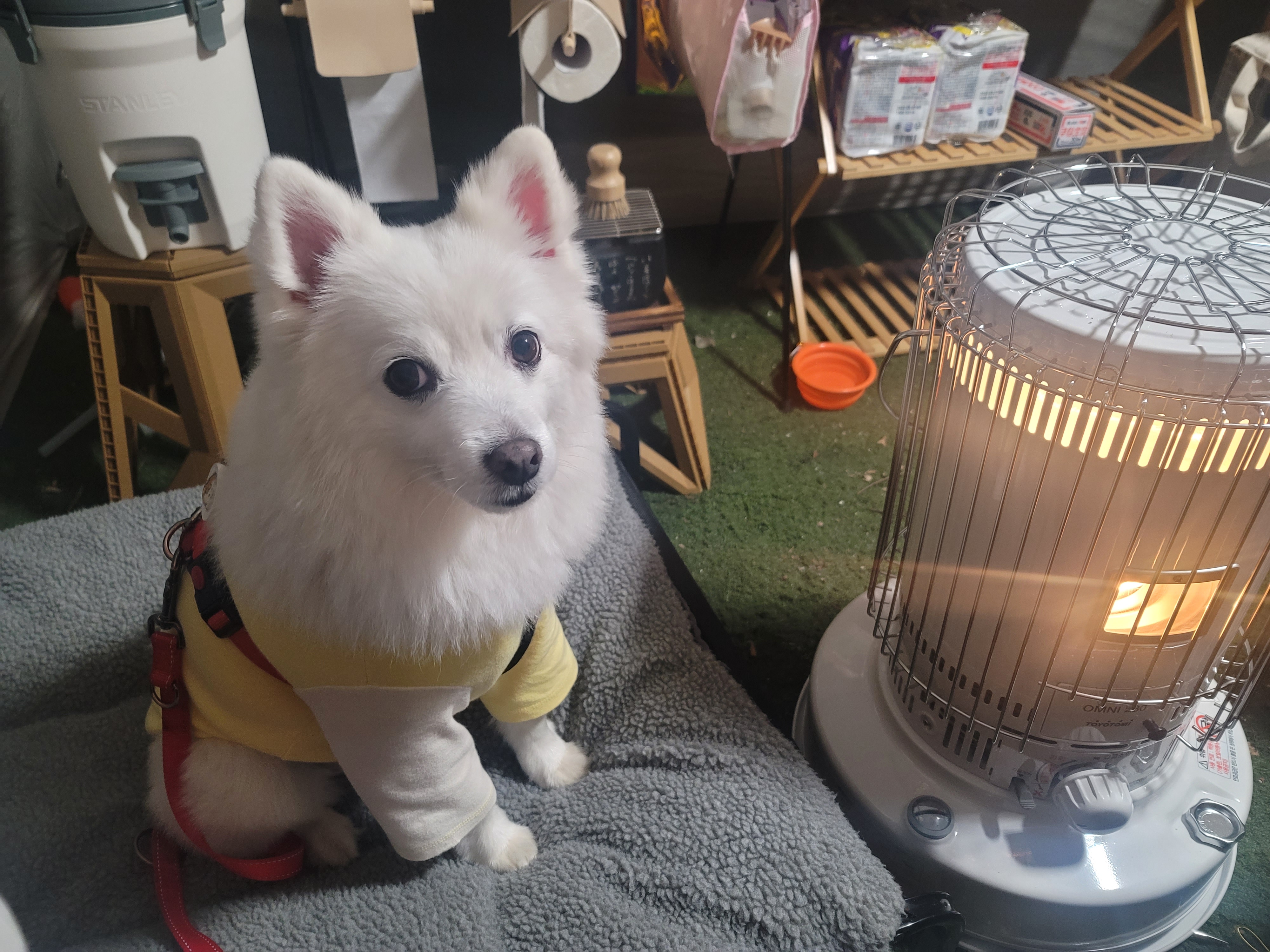 [입양3주년후기] 동화(구.바밤바)와 함께한 3주년 이야기입니다~
