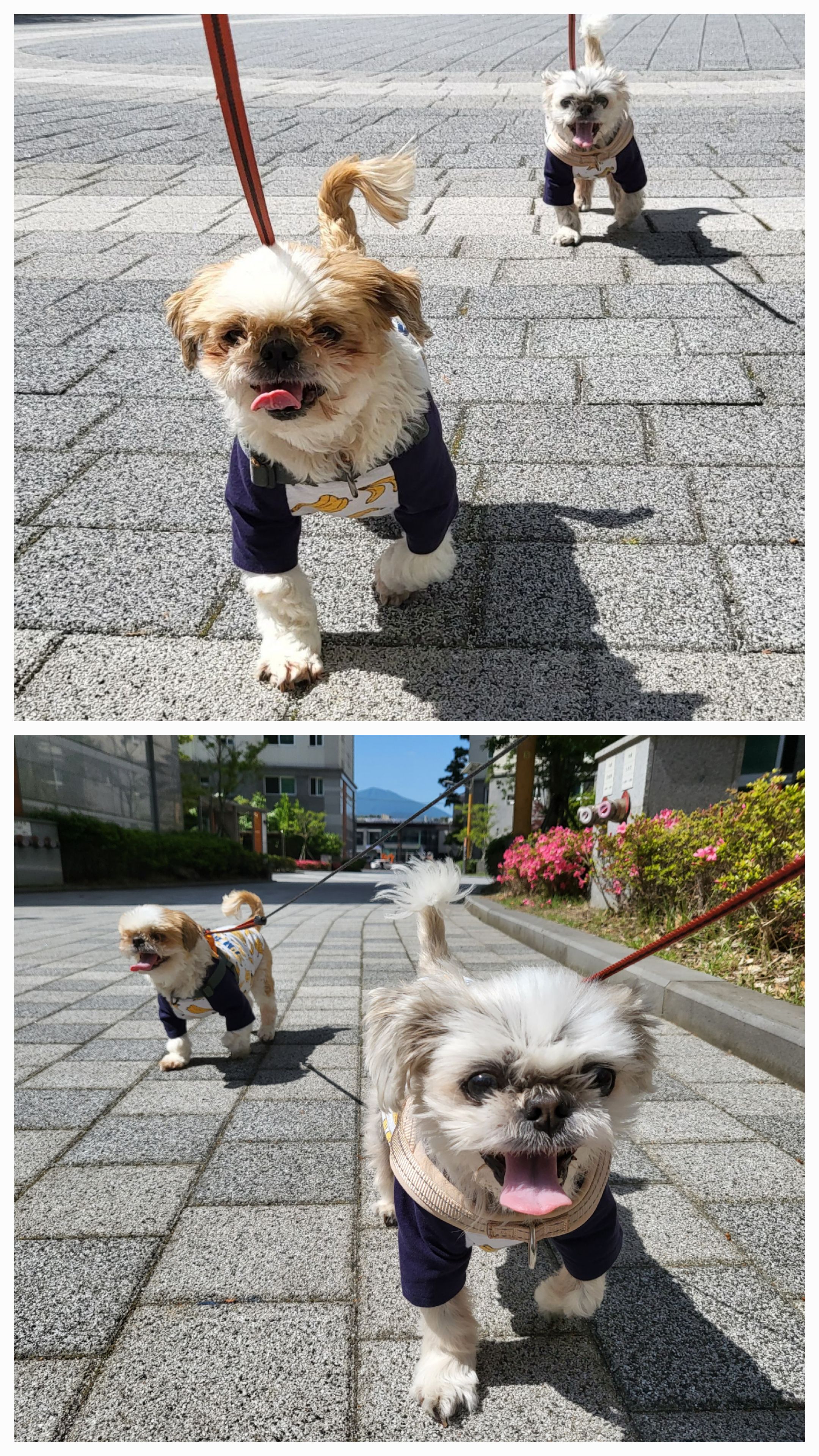 율무와 수수(춘식) 3개월 이야기 입니다.