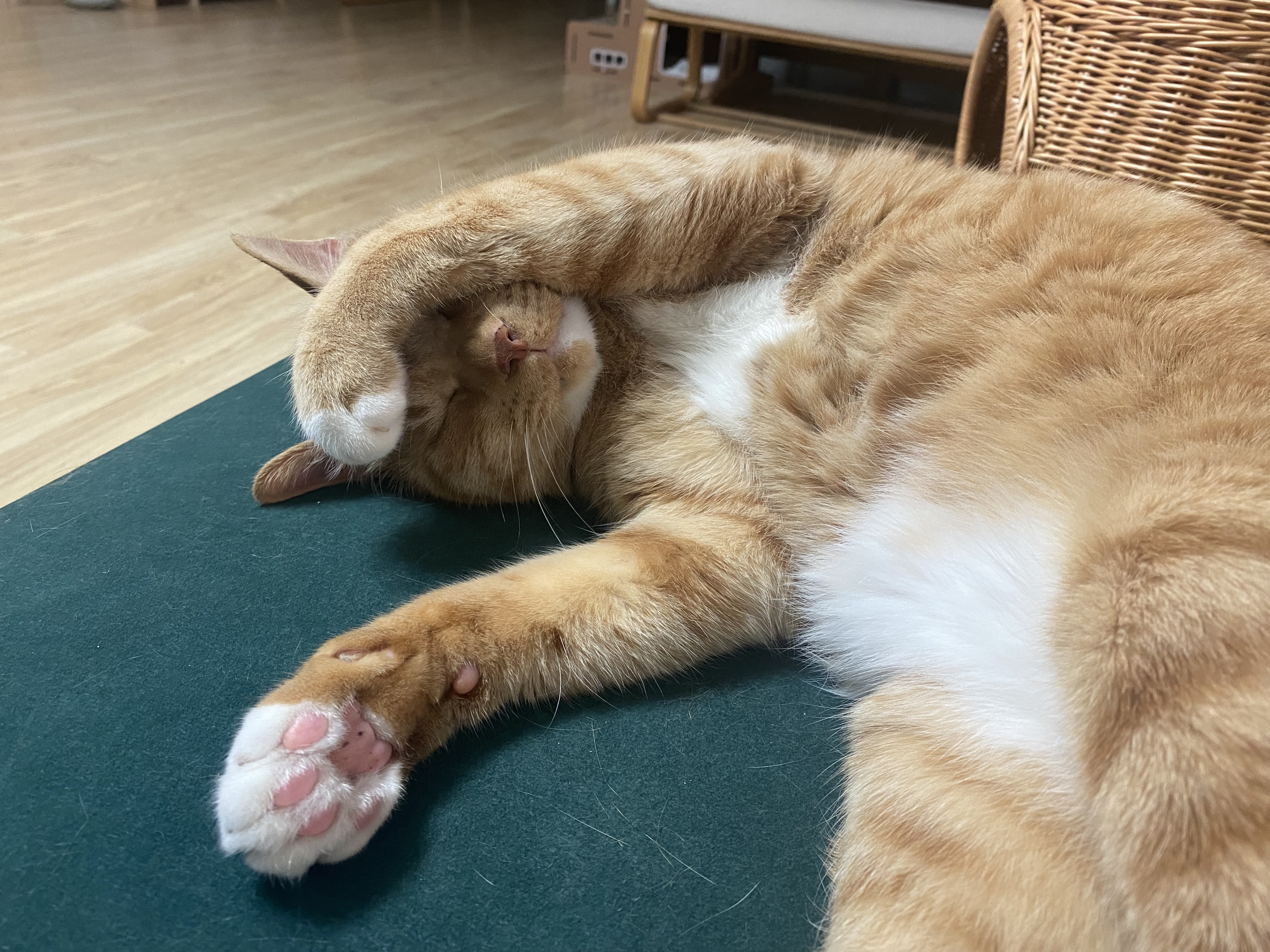 고양이 복동이(8.5년)와 깨비(4년) 입양 후기
