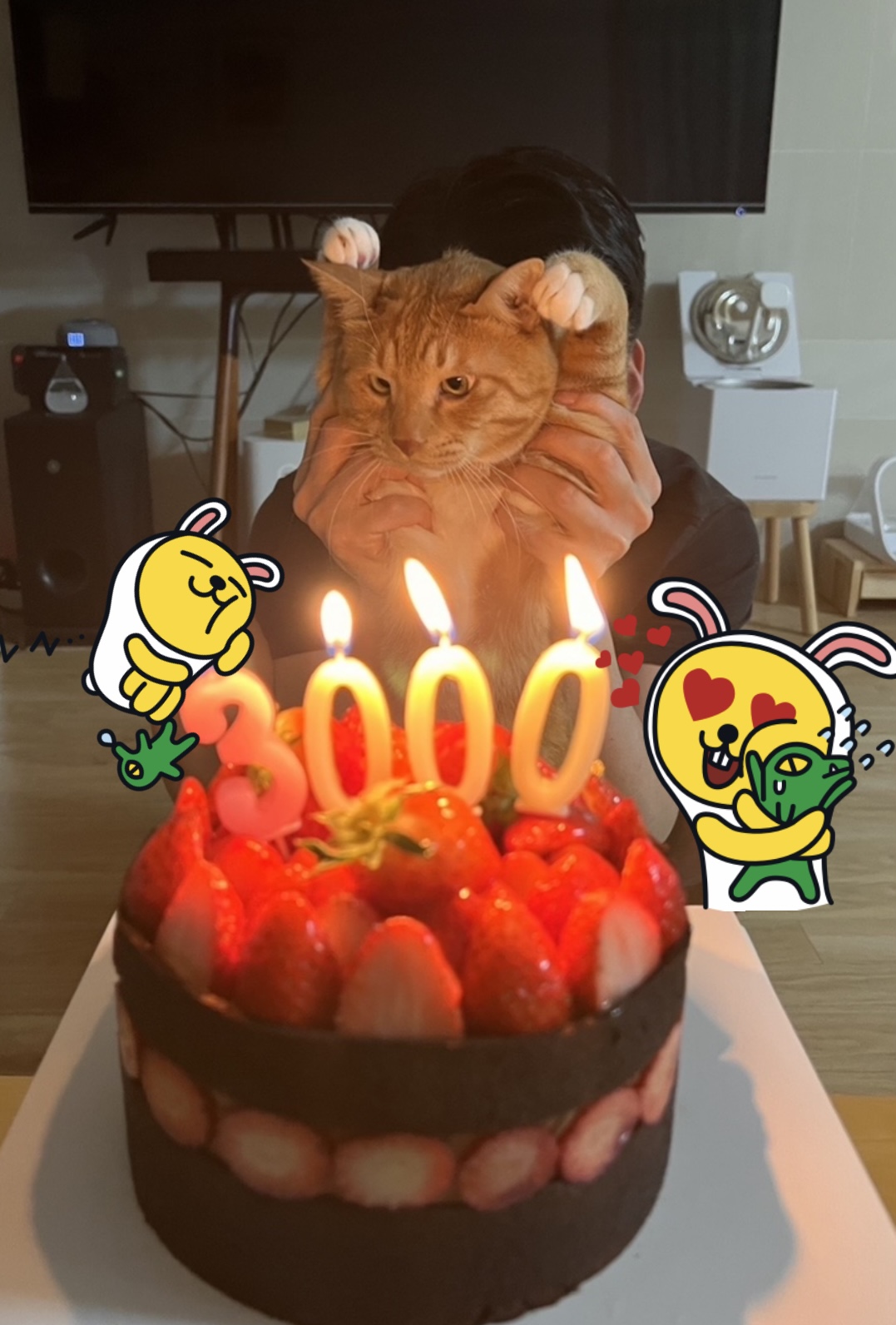 고양이 복동이(8.5년)와 깨비(4년) 입양 후기