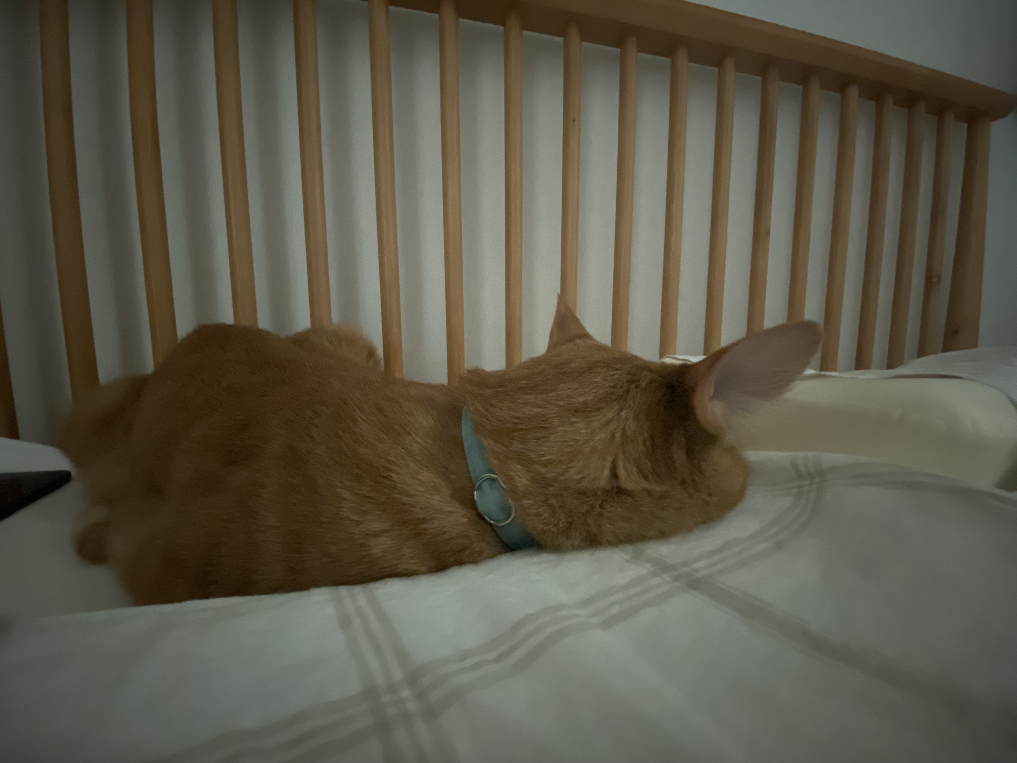 고양이 복동이(8.5년)와 깨비(4년) 입양 후기