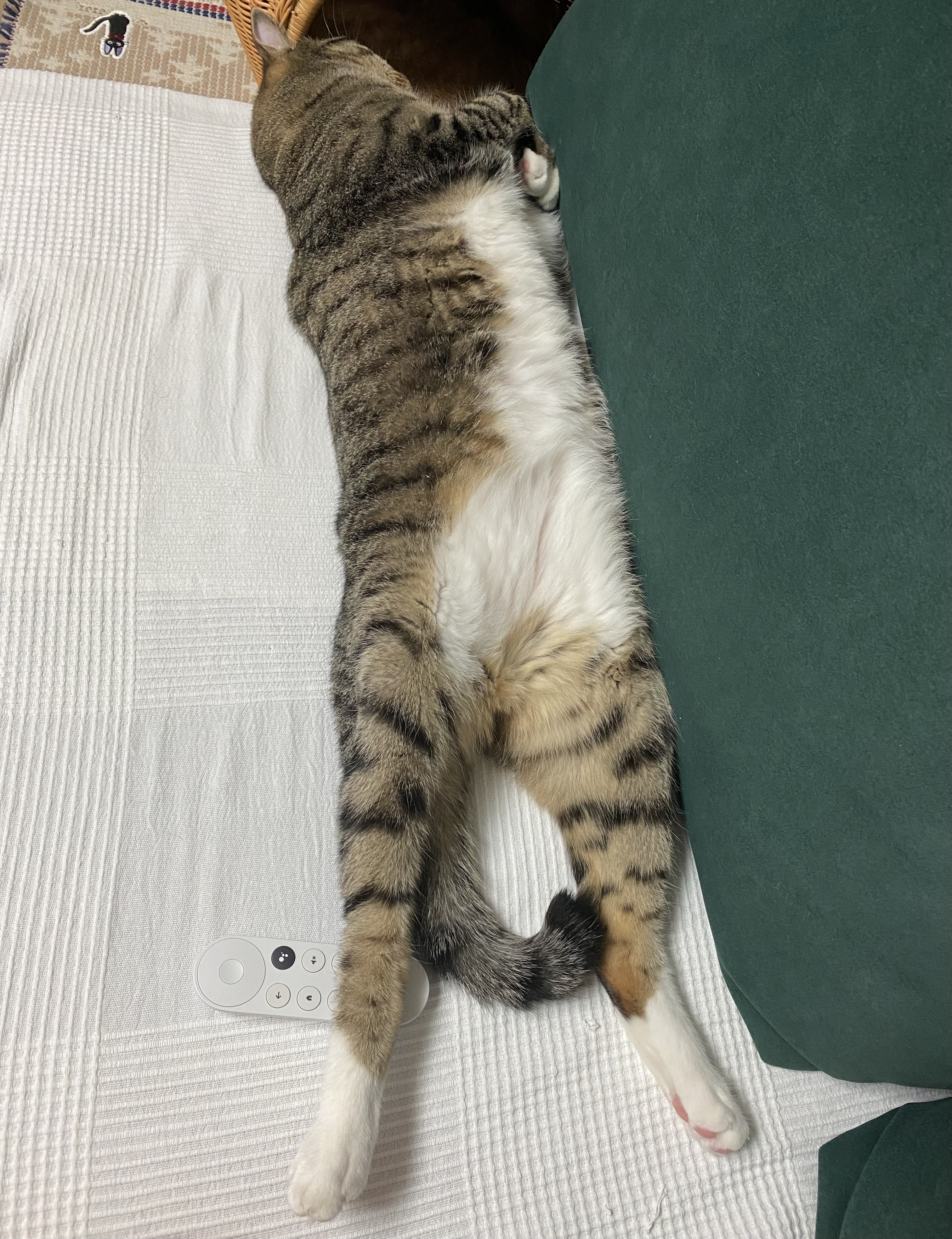 고양이 복동이(8.5년)와 깨비(4년) 입양 후기