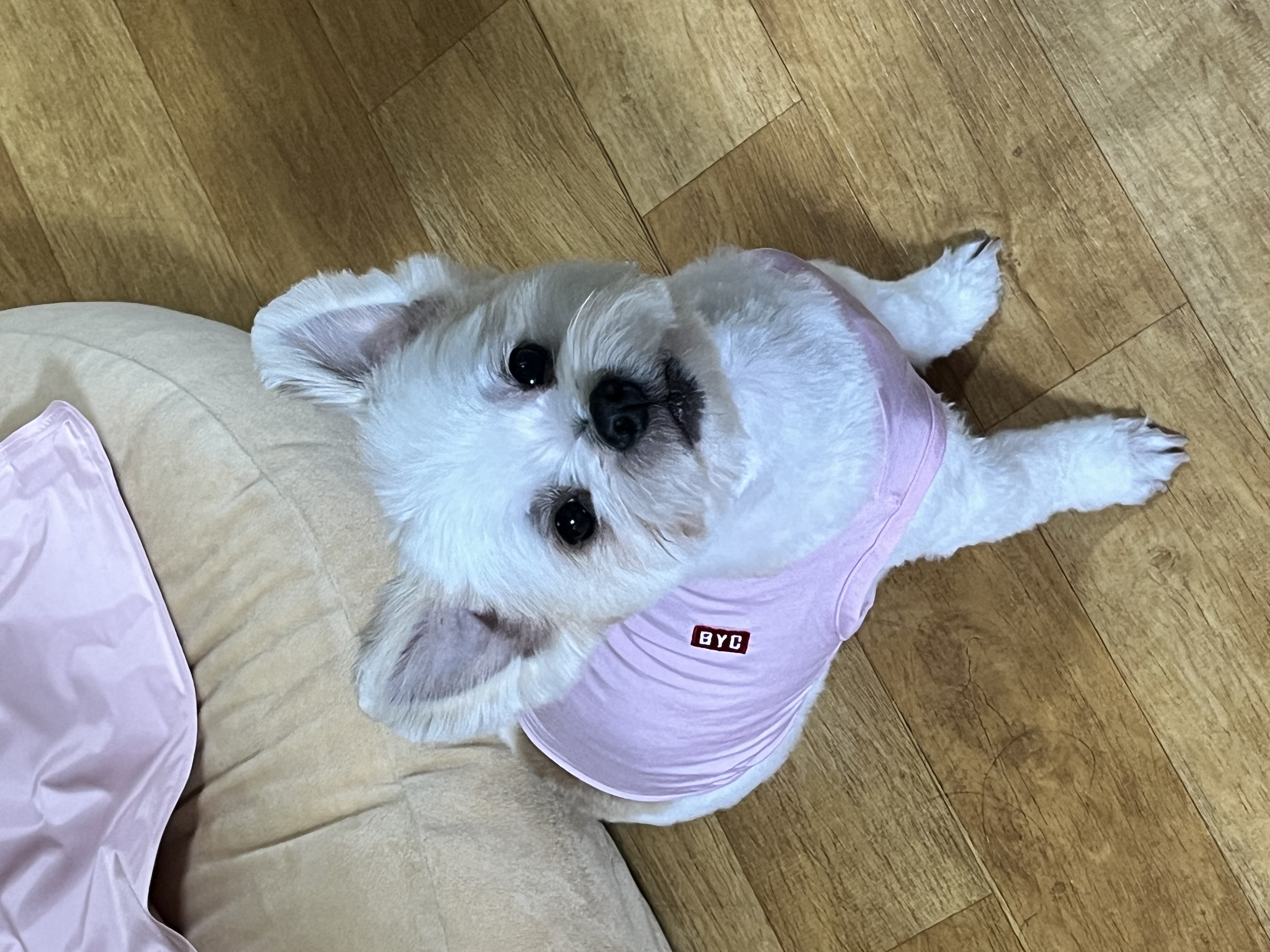 바밤(구 아금이) 입양 한달째 소식 알려드려요:) 
