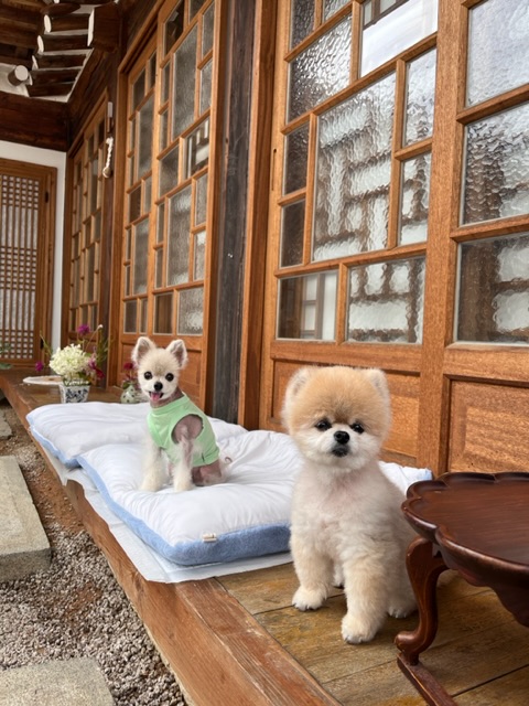 치콘 & 빵 이야기 (입양 7년, 6년)
