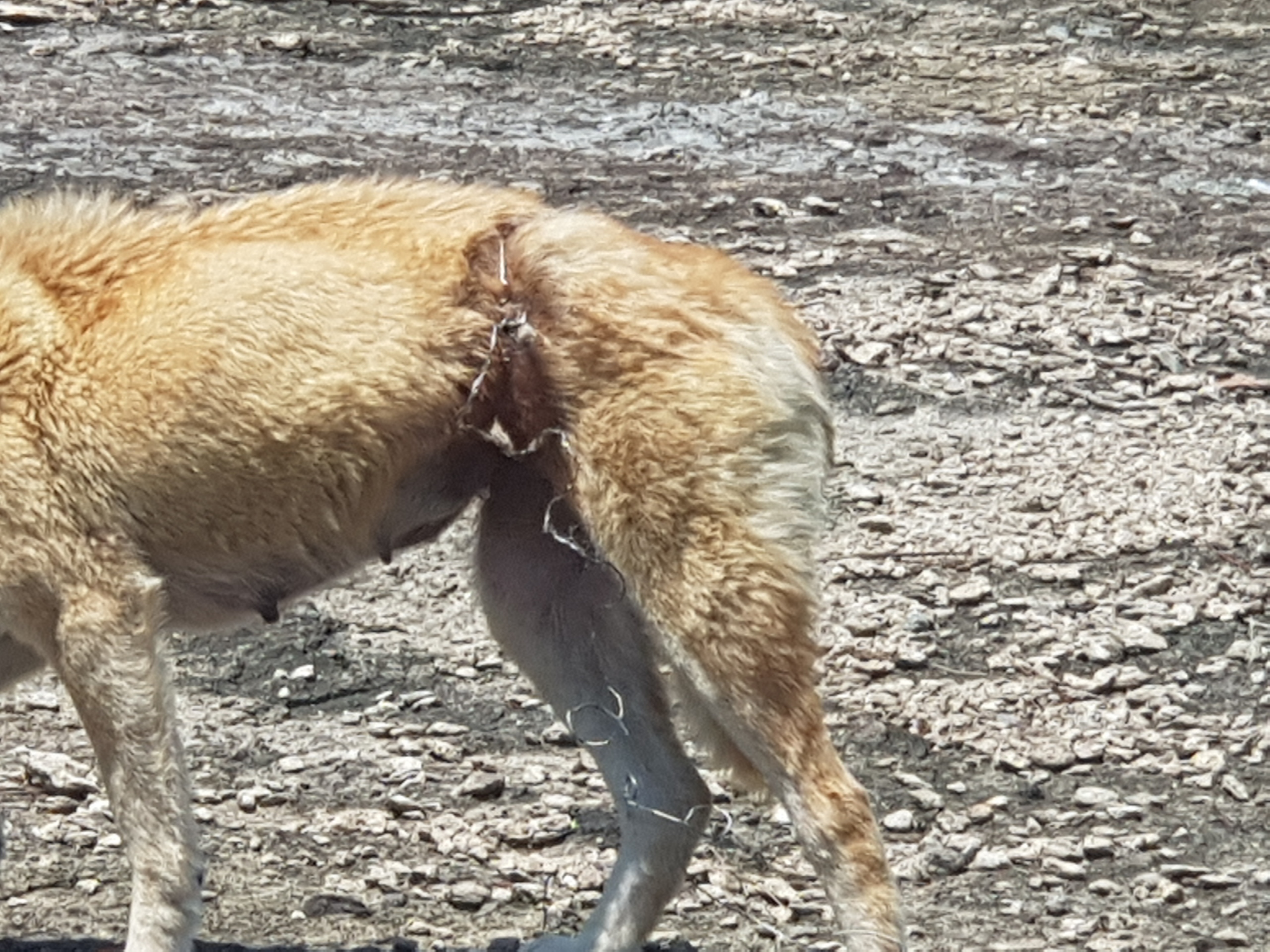 허리올가미 산모 소식입니다.