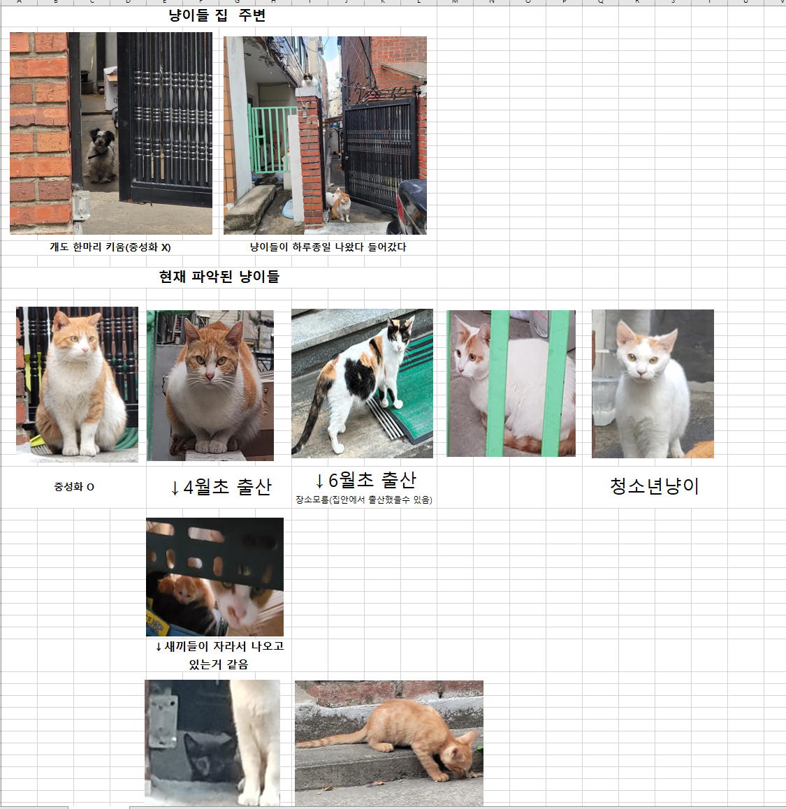방치된 냥이들 구조 문의드립니다.