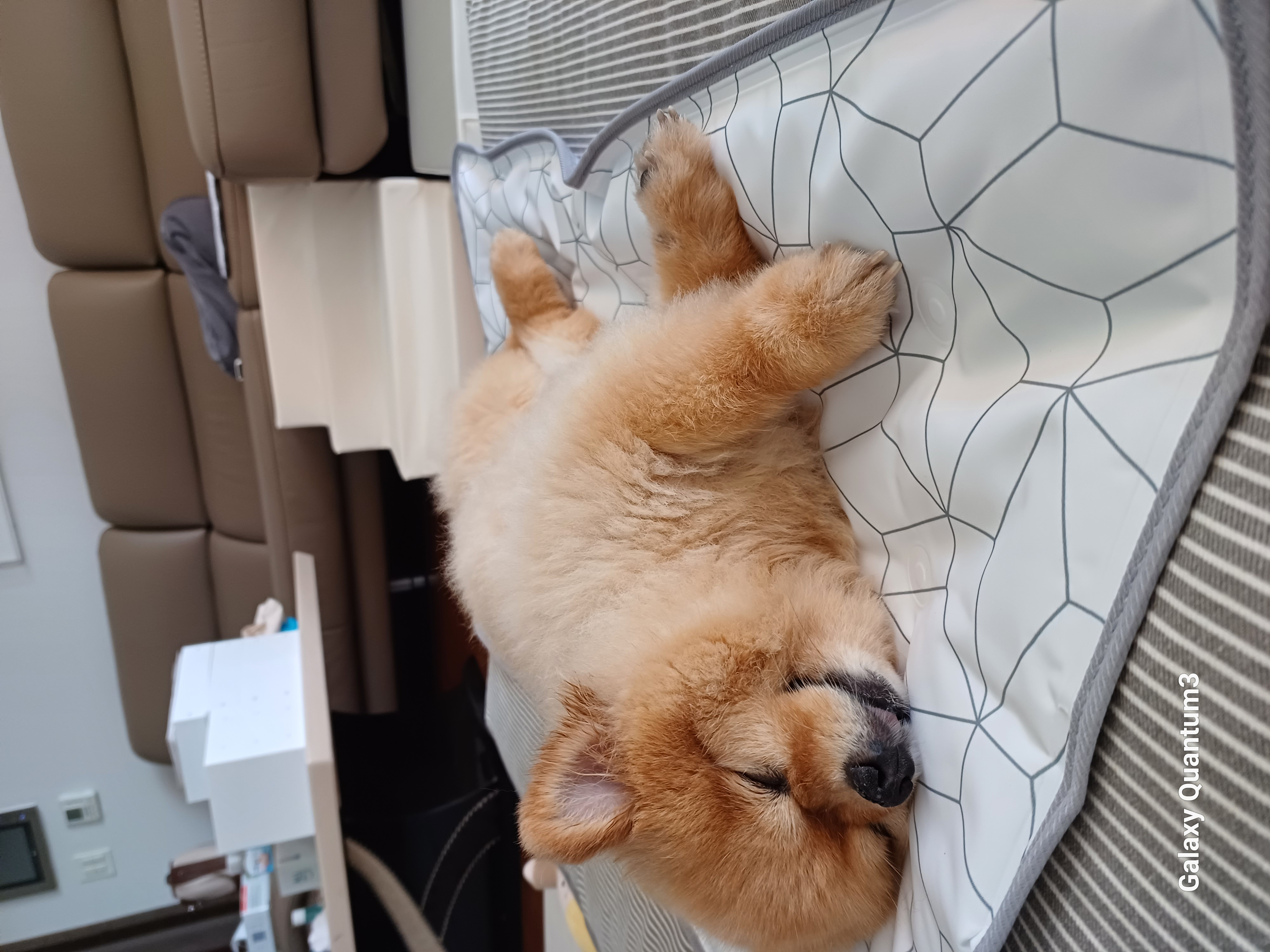 내사랑 별이