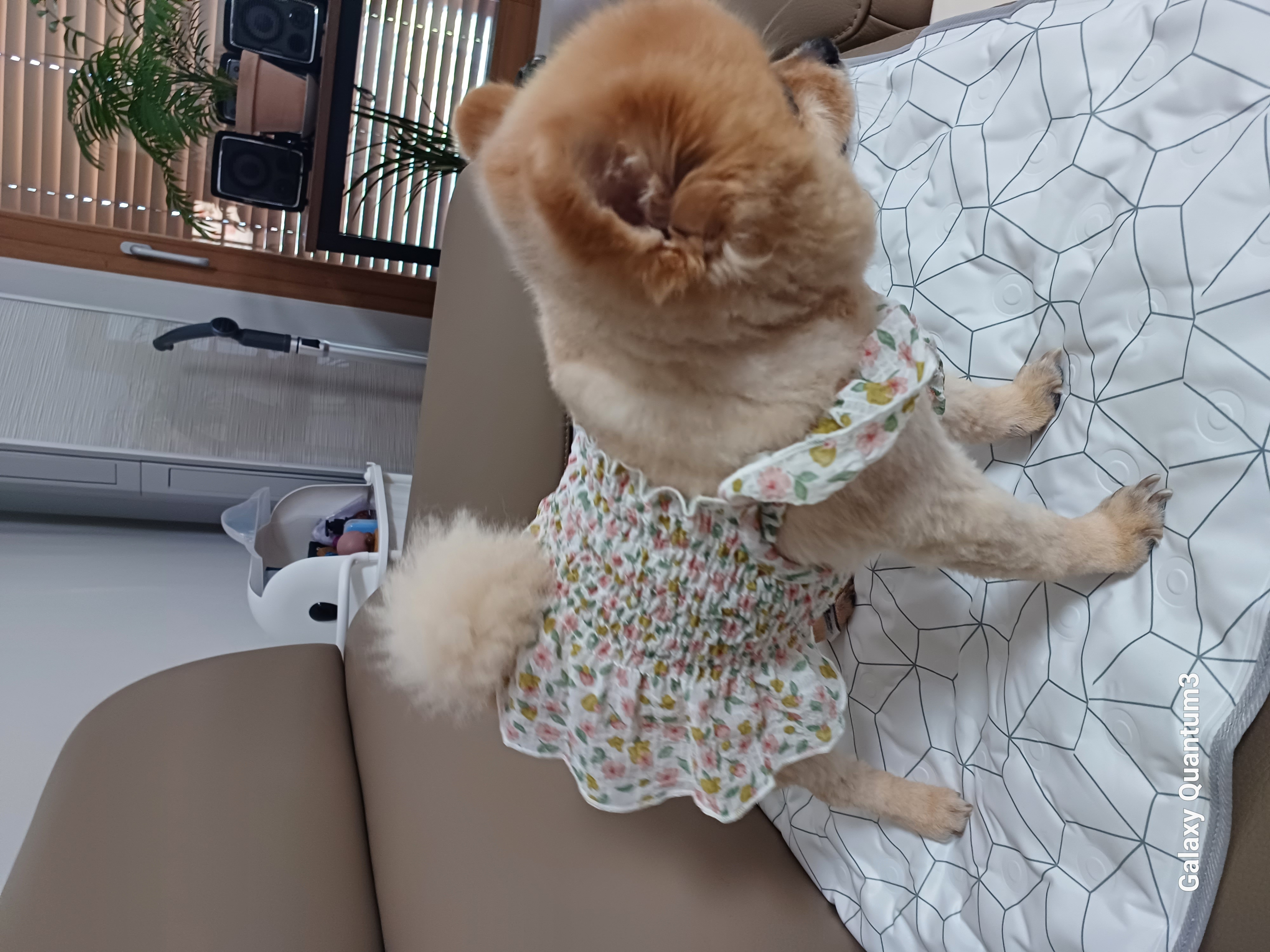 내사랑 별이