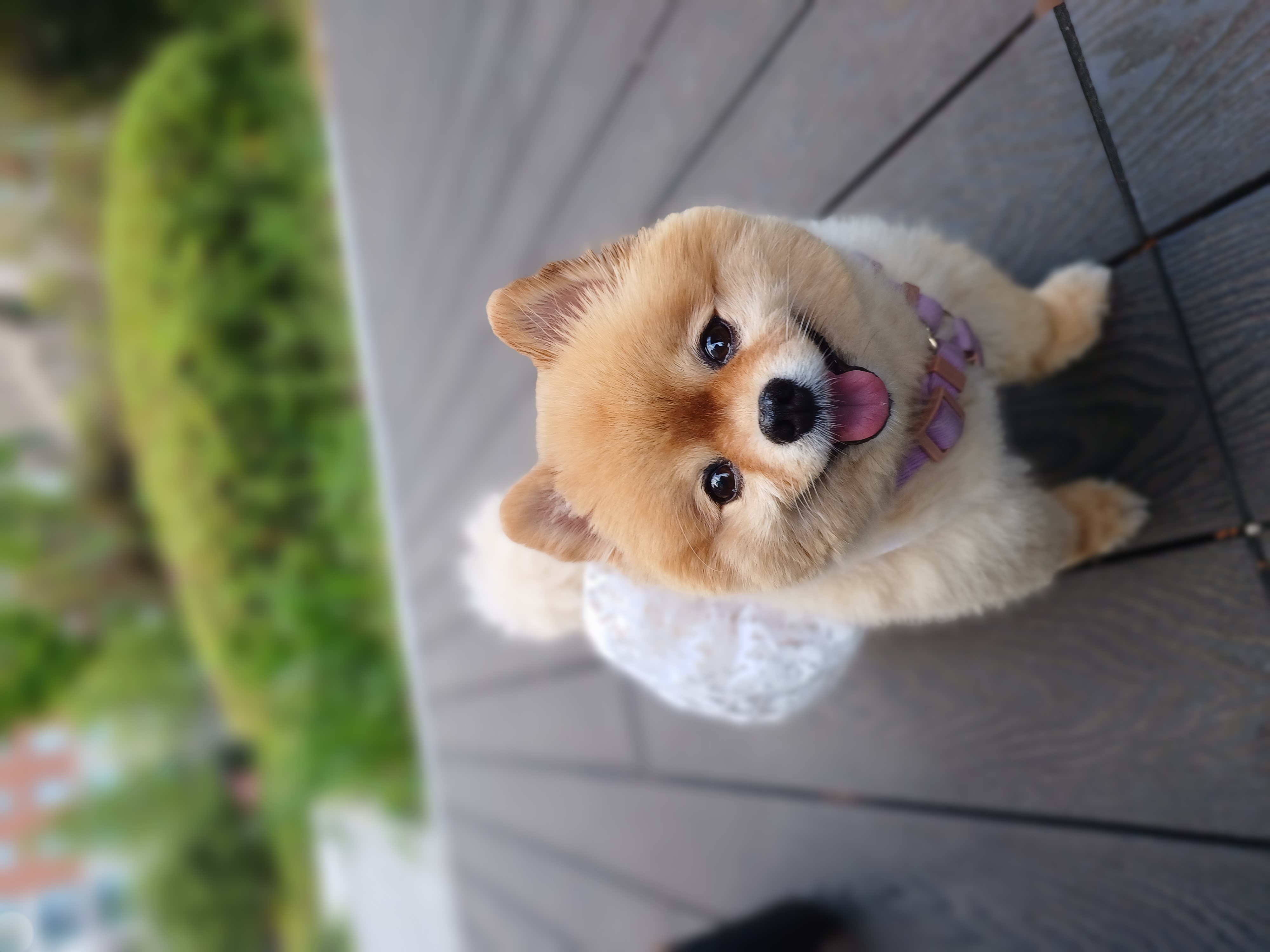 내사랑 별이
