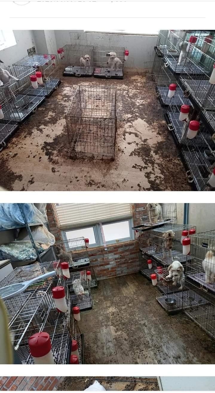 폐업한 펫숍에서 방치된 아이들을 구해주세요