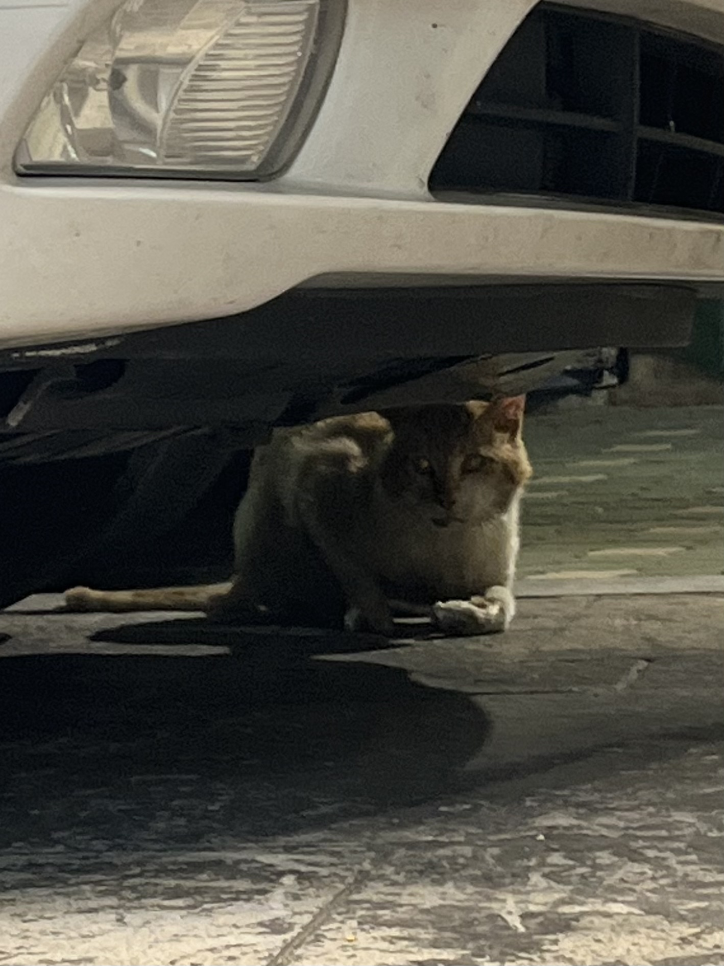 길고양이 부상
