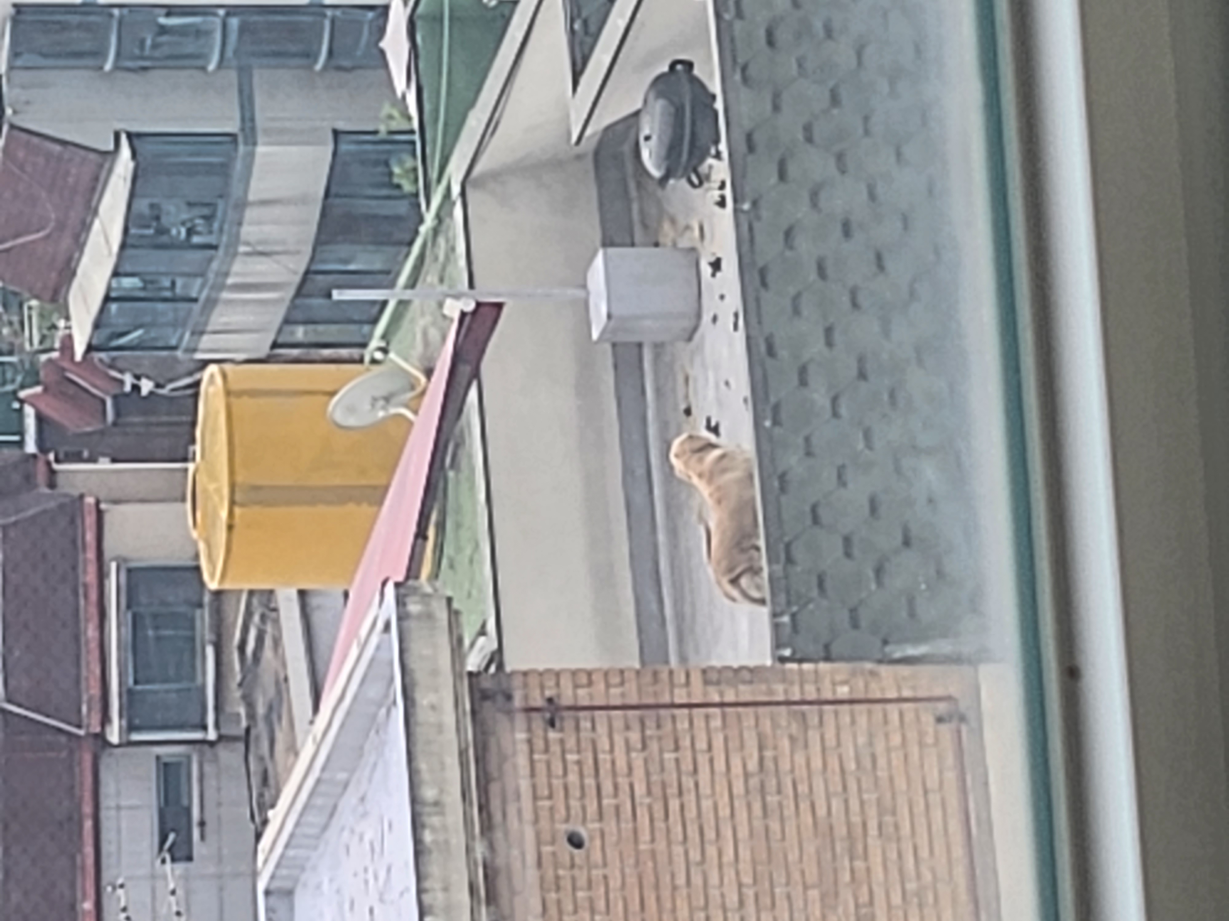 병원 옆 빌라 옥상 개똥밭에 강아지가 방치 되어있습니다
