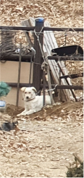 강남 한복판에서 개를 키워 파는 개장수가 의심됩니다. 