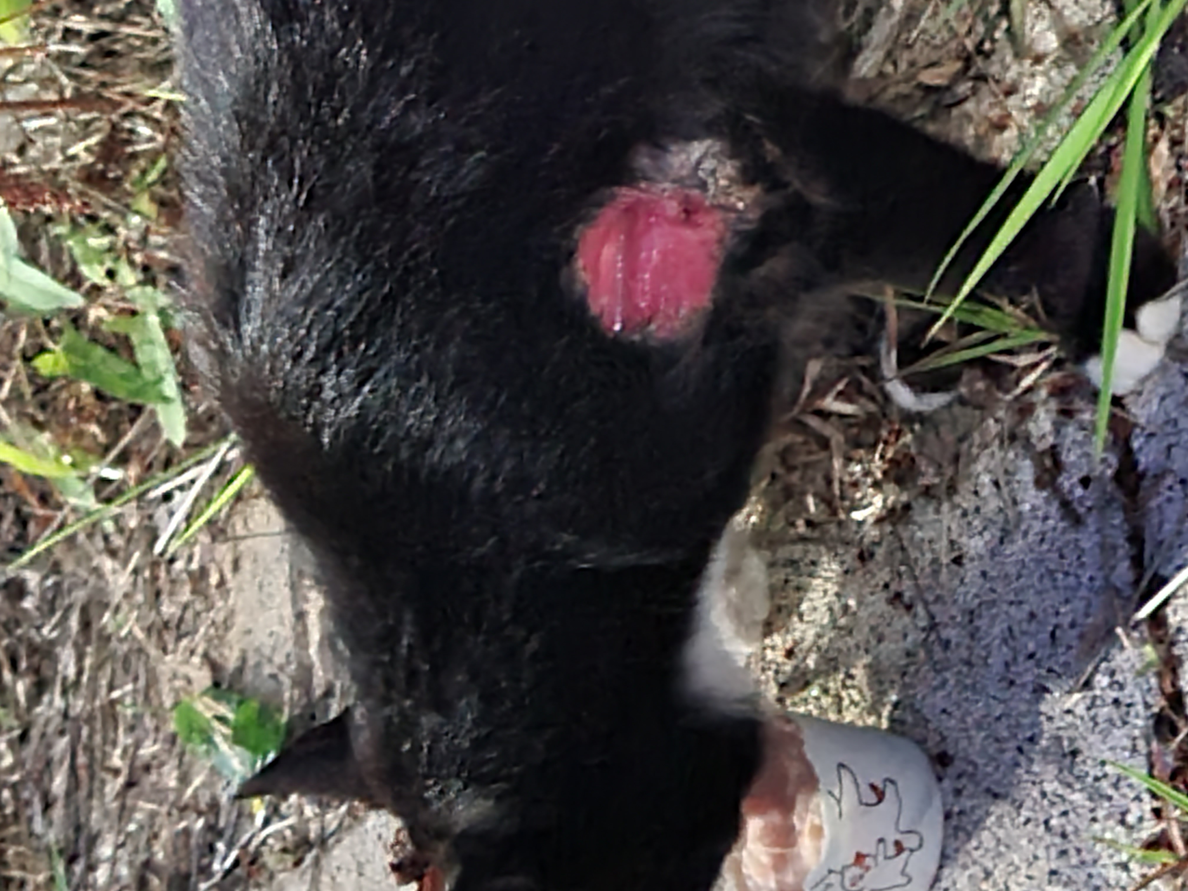 길고양이 다리에 상처