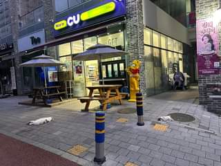 고양이 학대 봐주세요 