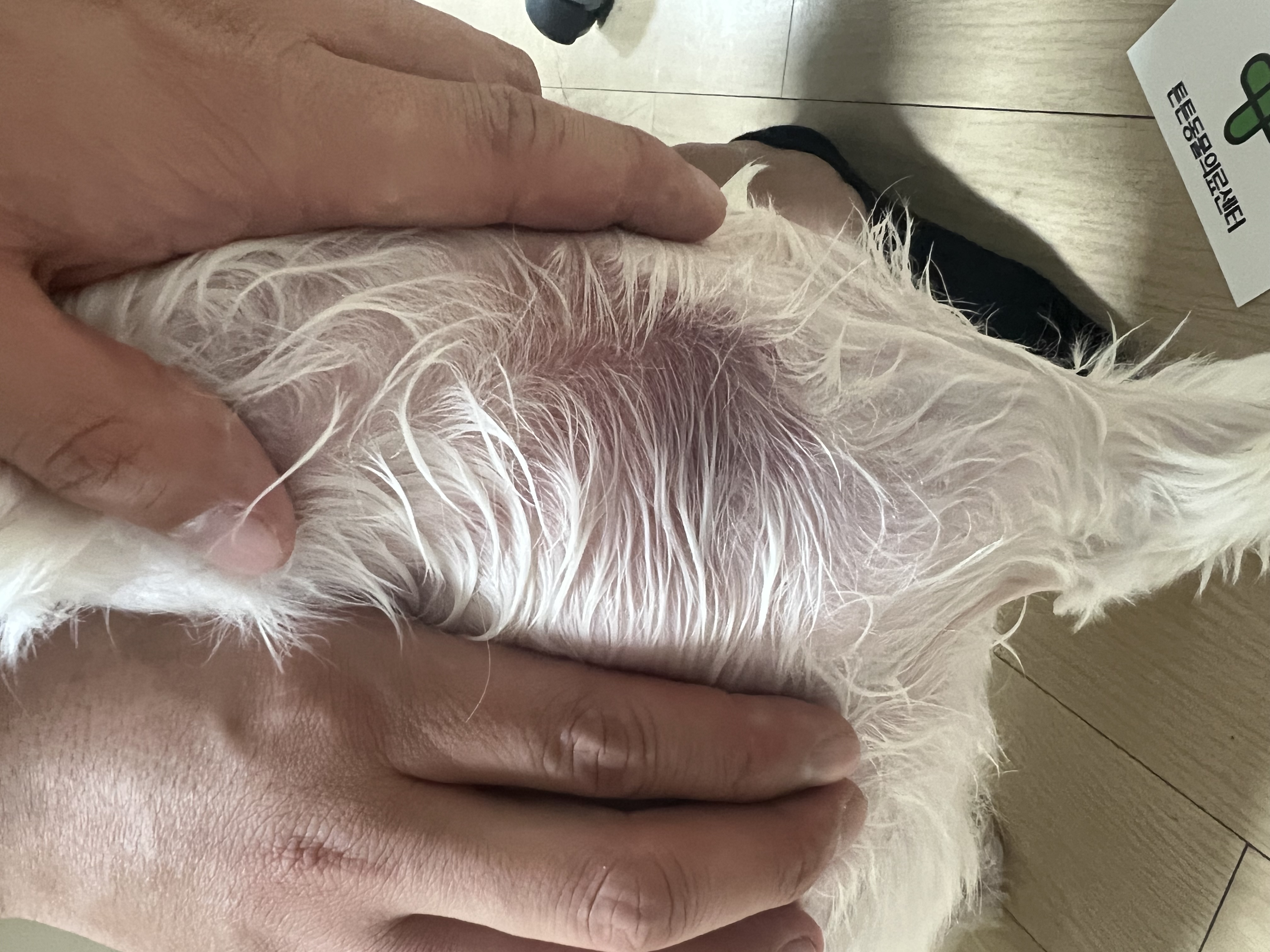 동물병원 동물학대