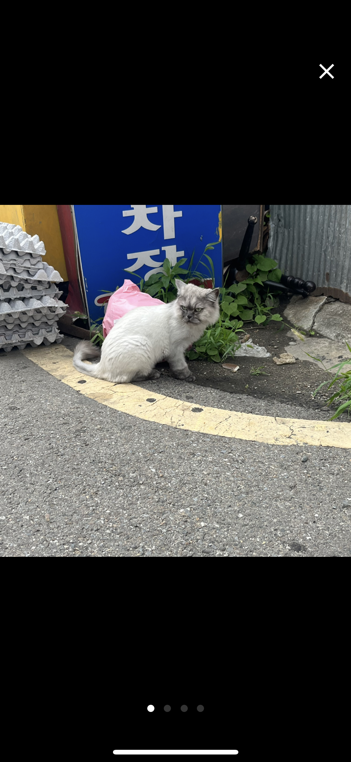 품종묘 유기 제발 구해주세요ㅠㅠ 품종묘는 밖에서 살수없어요ㅠㅠ