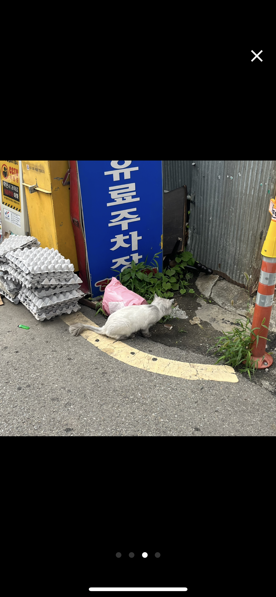품종묘 유기 한달째 ㅠㅠ 제발 구해주세요ㅠㅠ