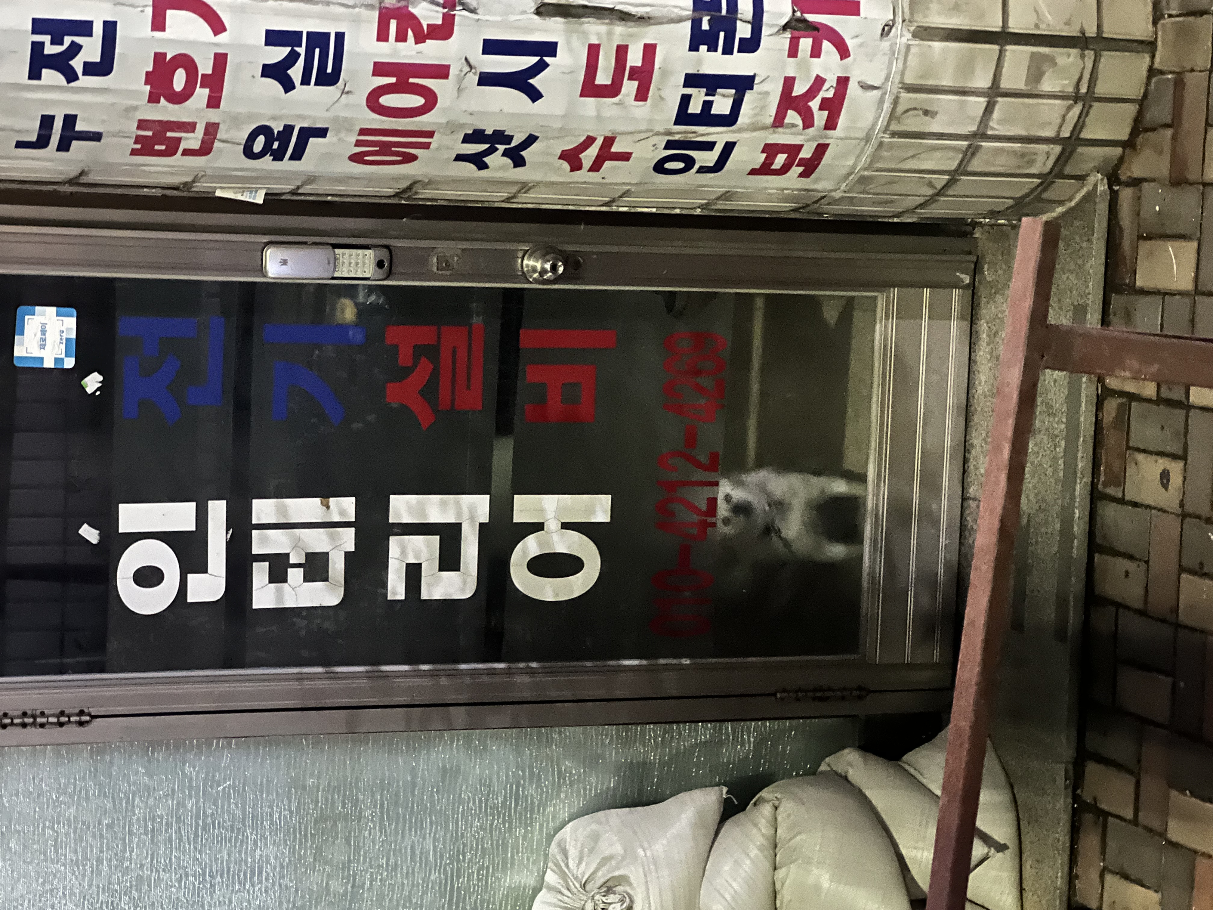 강아지를 매장 안에 두고 퇴근한 것 같아요