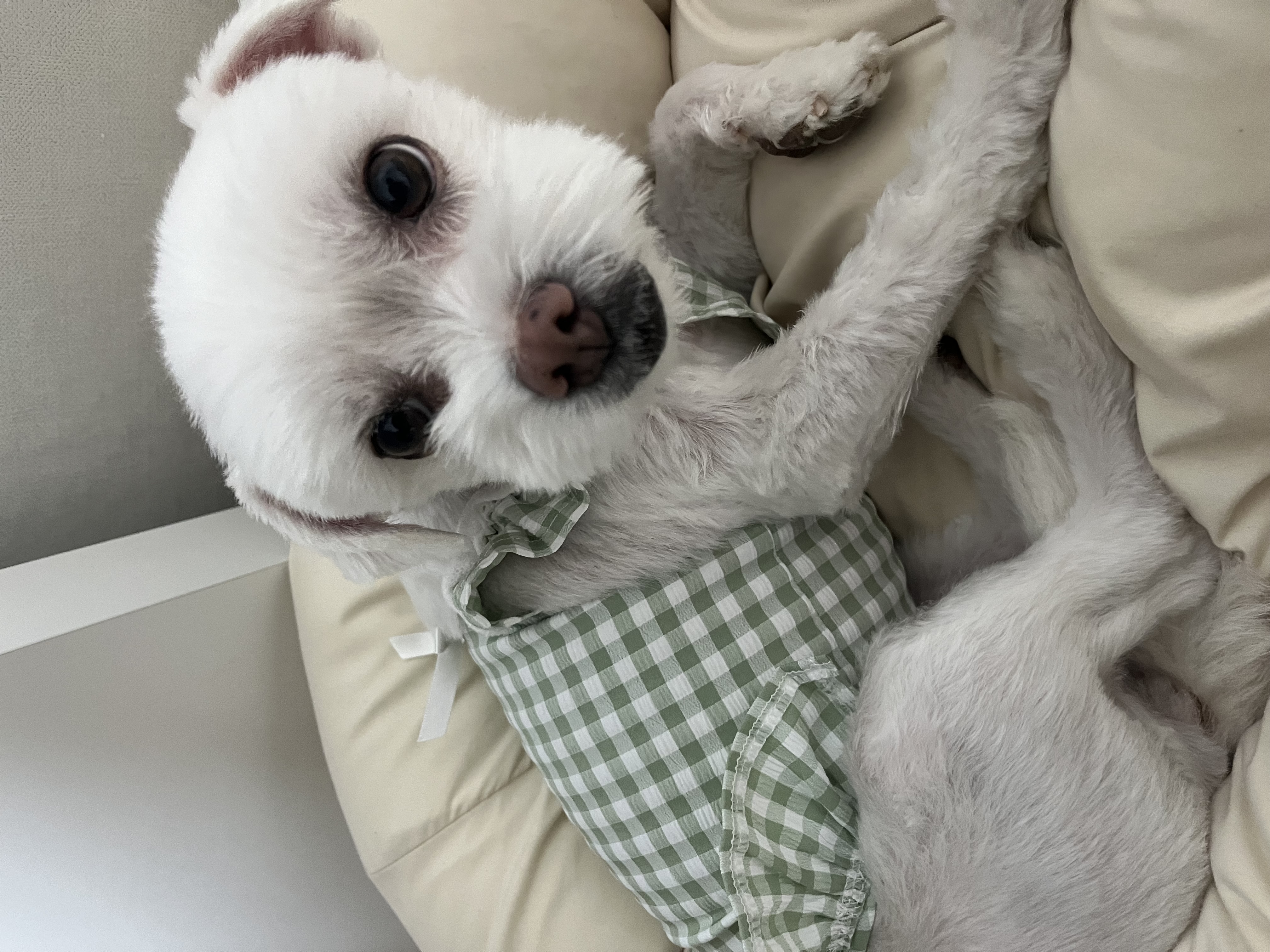 순무 현)뚠이 입양일기입니다 