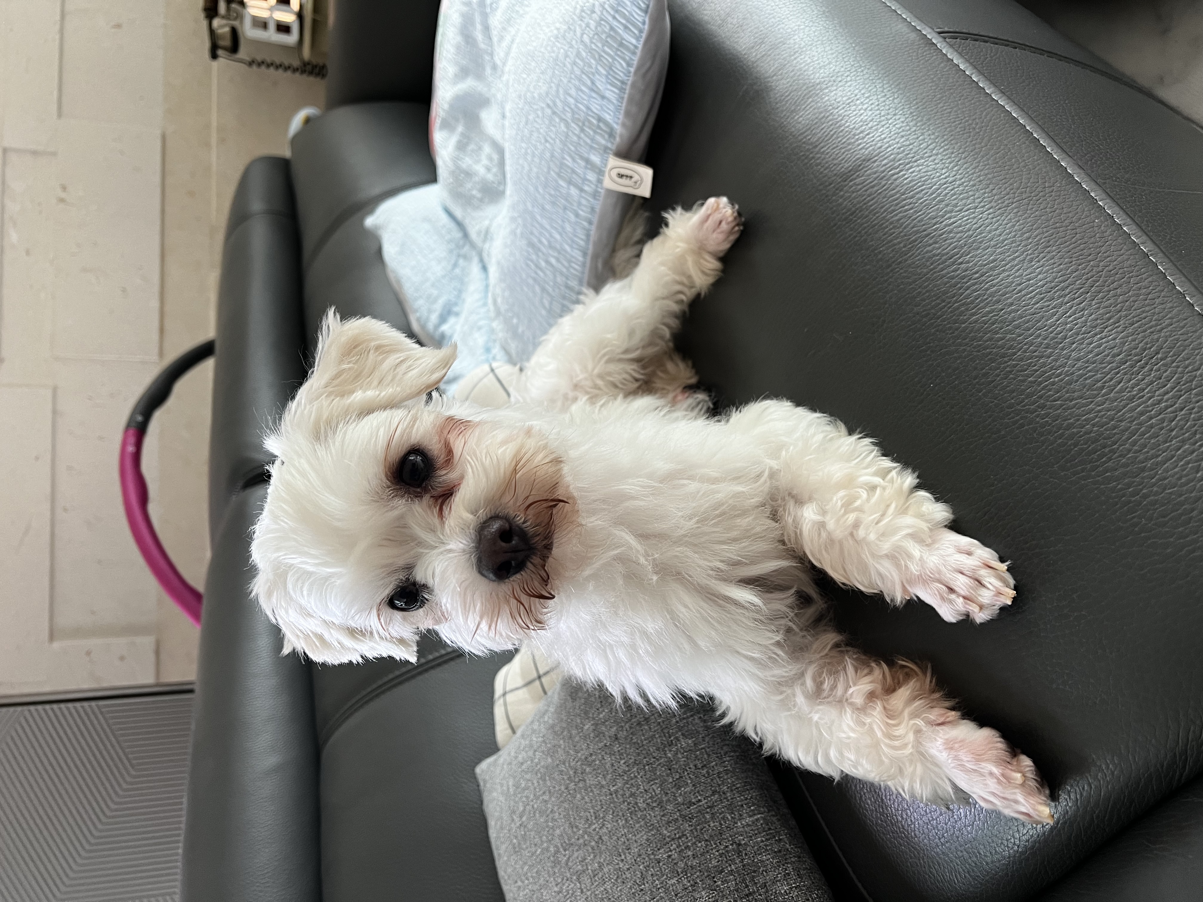 말캉이(롱지) 임보 일주일차