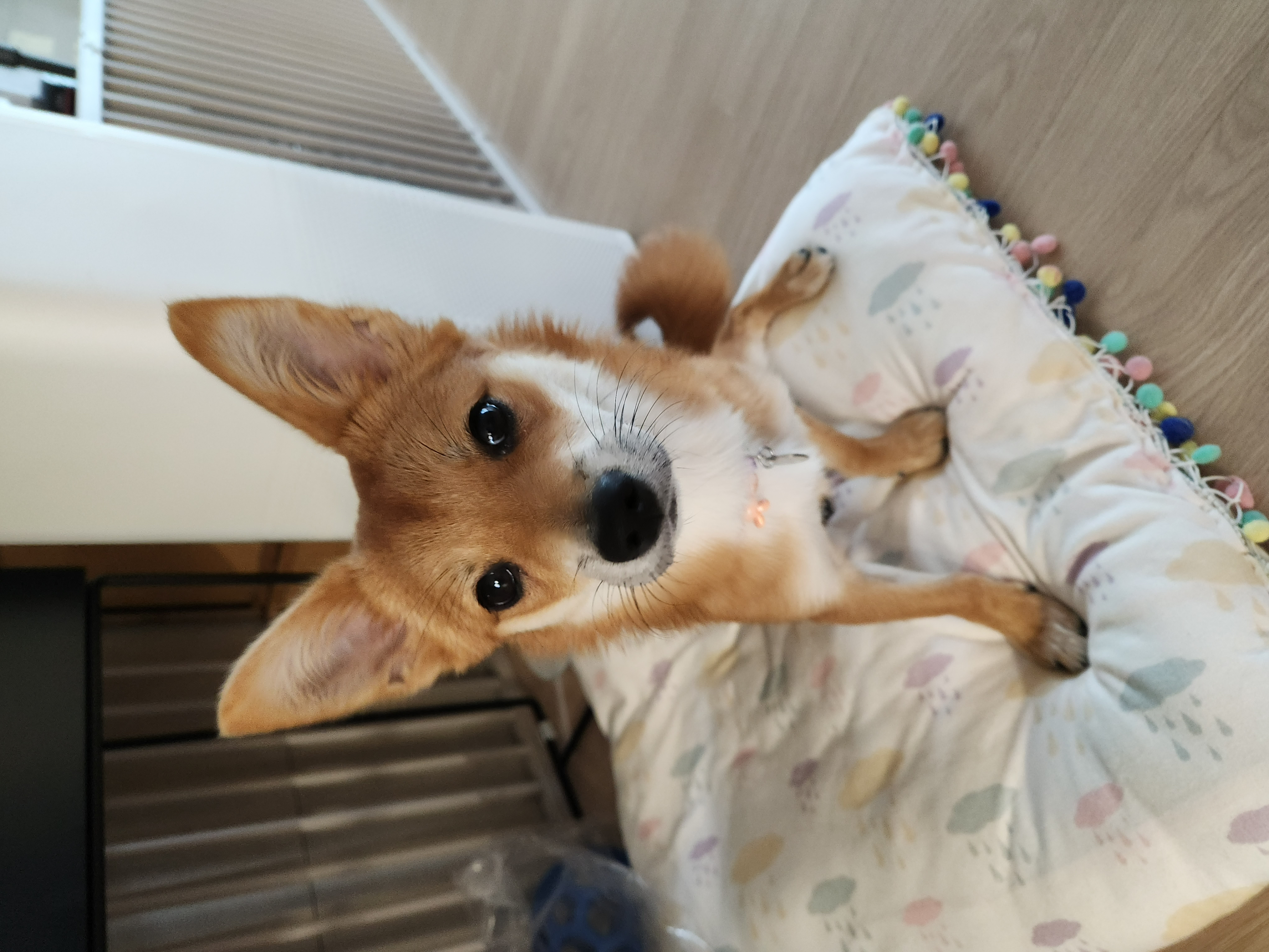 사탕이(수수) 3개월 후기
