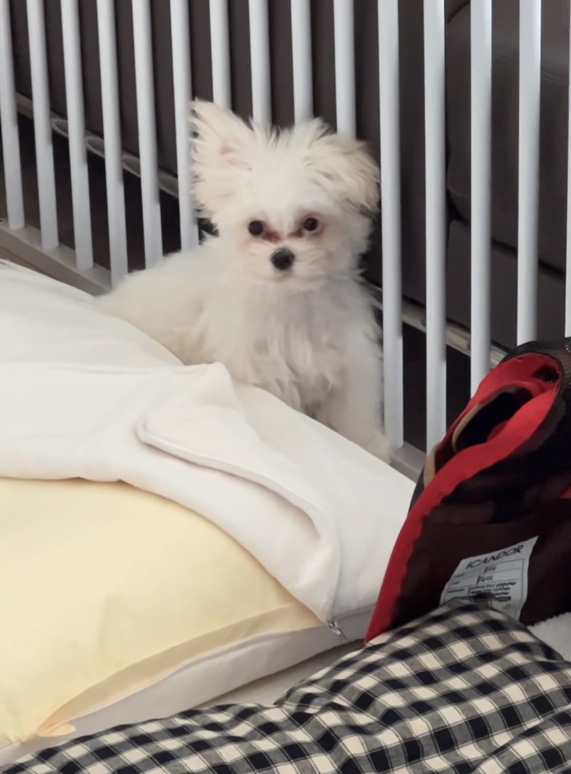 밥풀이 (다웅이) 3개월 후기입니다~~