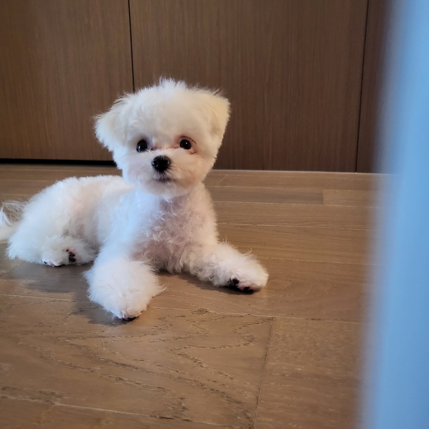 밥풀이 (다웅이) 3개월 후기입니다~~