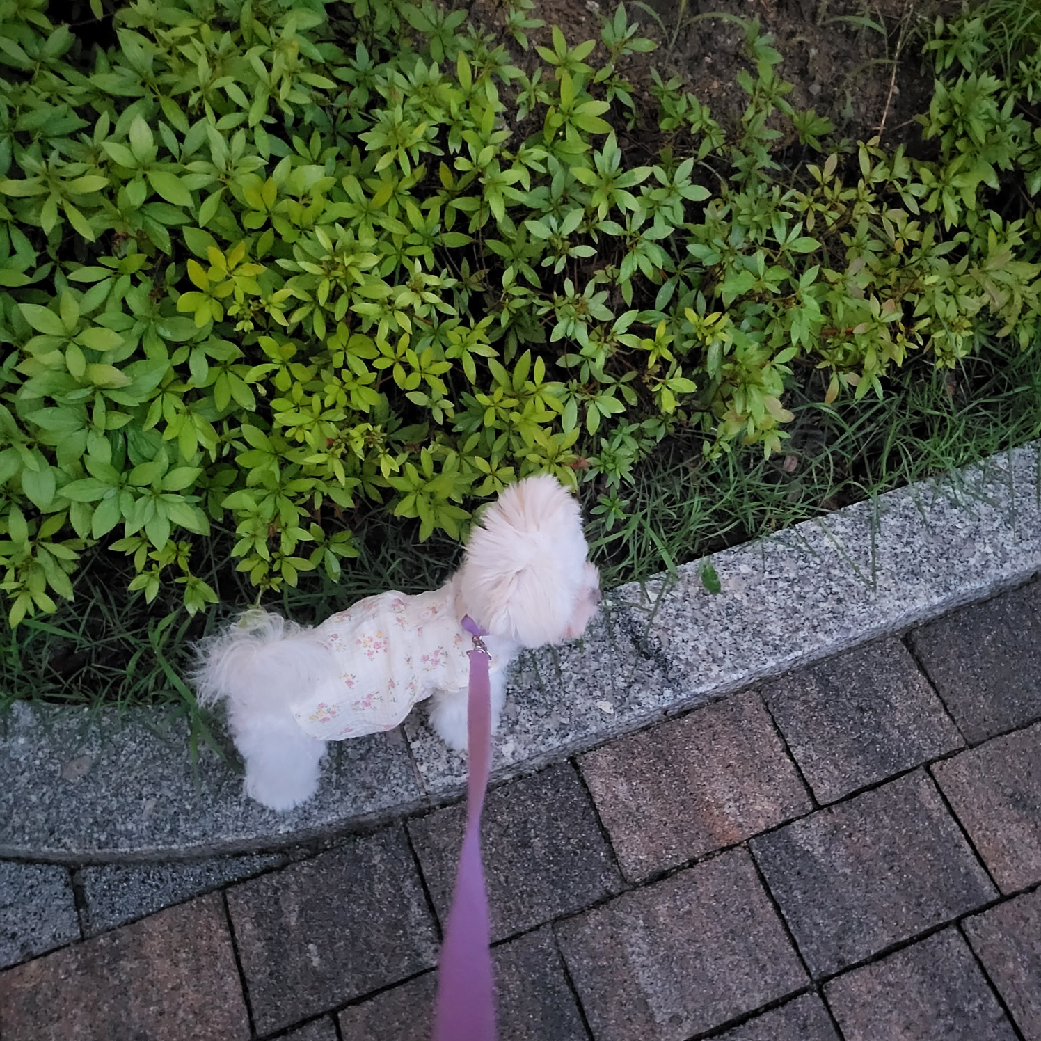 밥풀이 (다웅이) 3개월 후기입니다~~