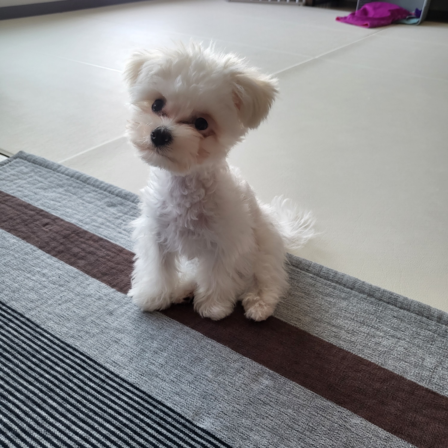 밥풀이 (다웅이) 3개월 후기입니다~~