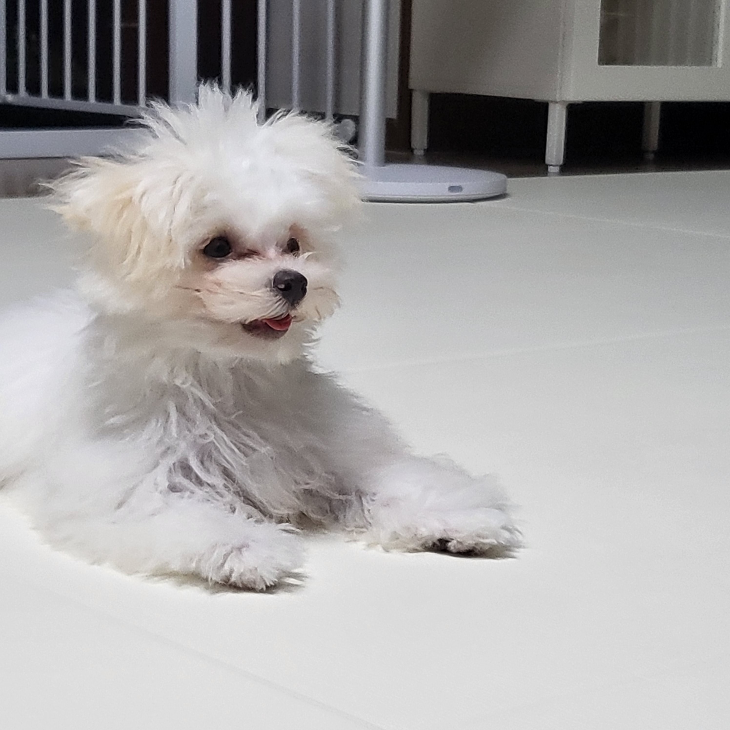 밥풀이 (다웅이) 3개월 후기입니다~~