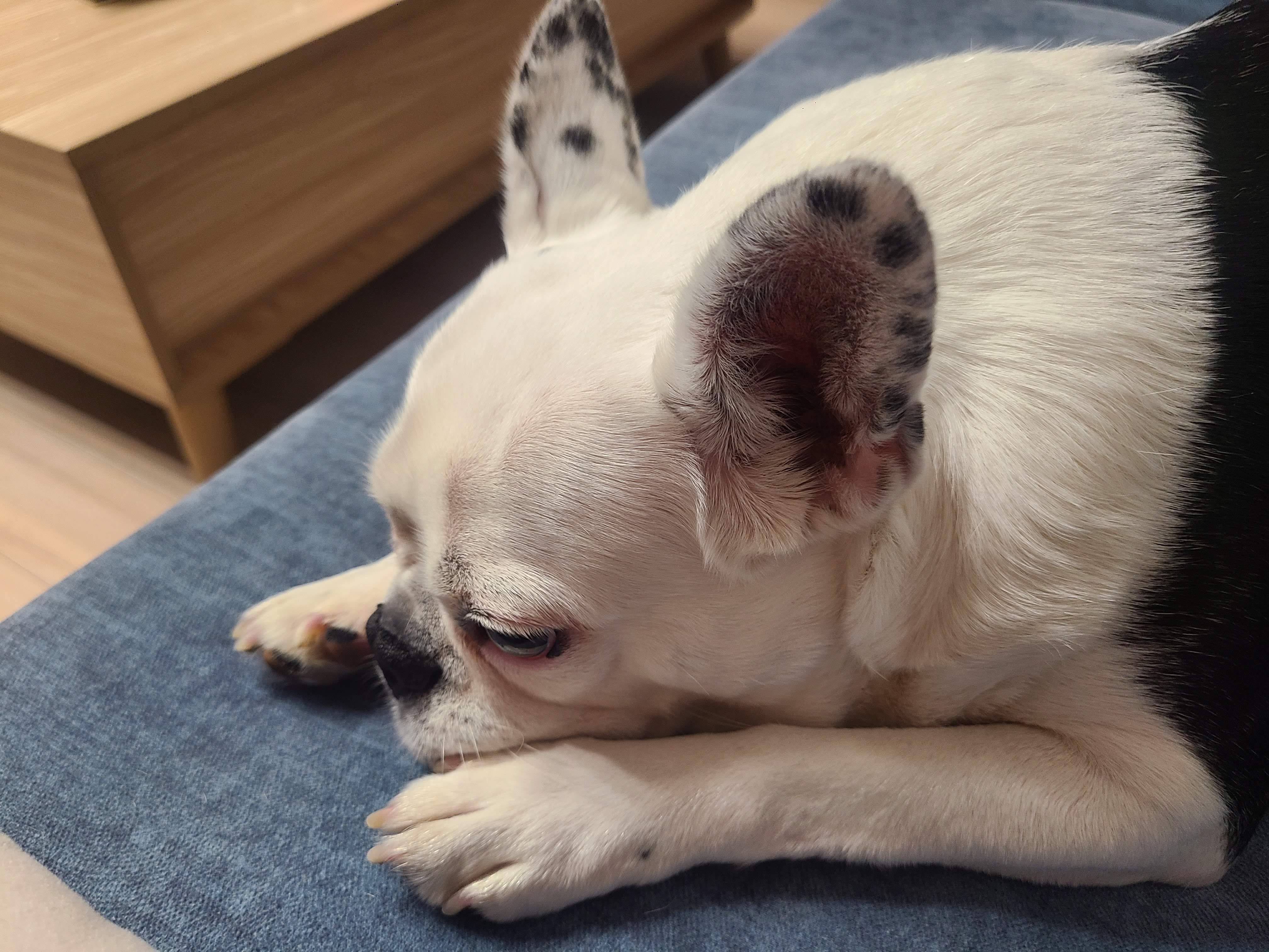 벽강보호소 구조견 애둥이 근황^^