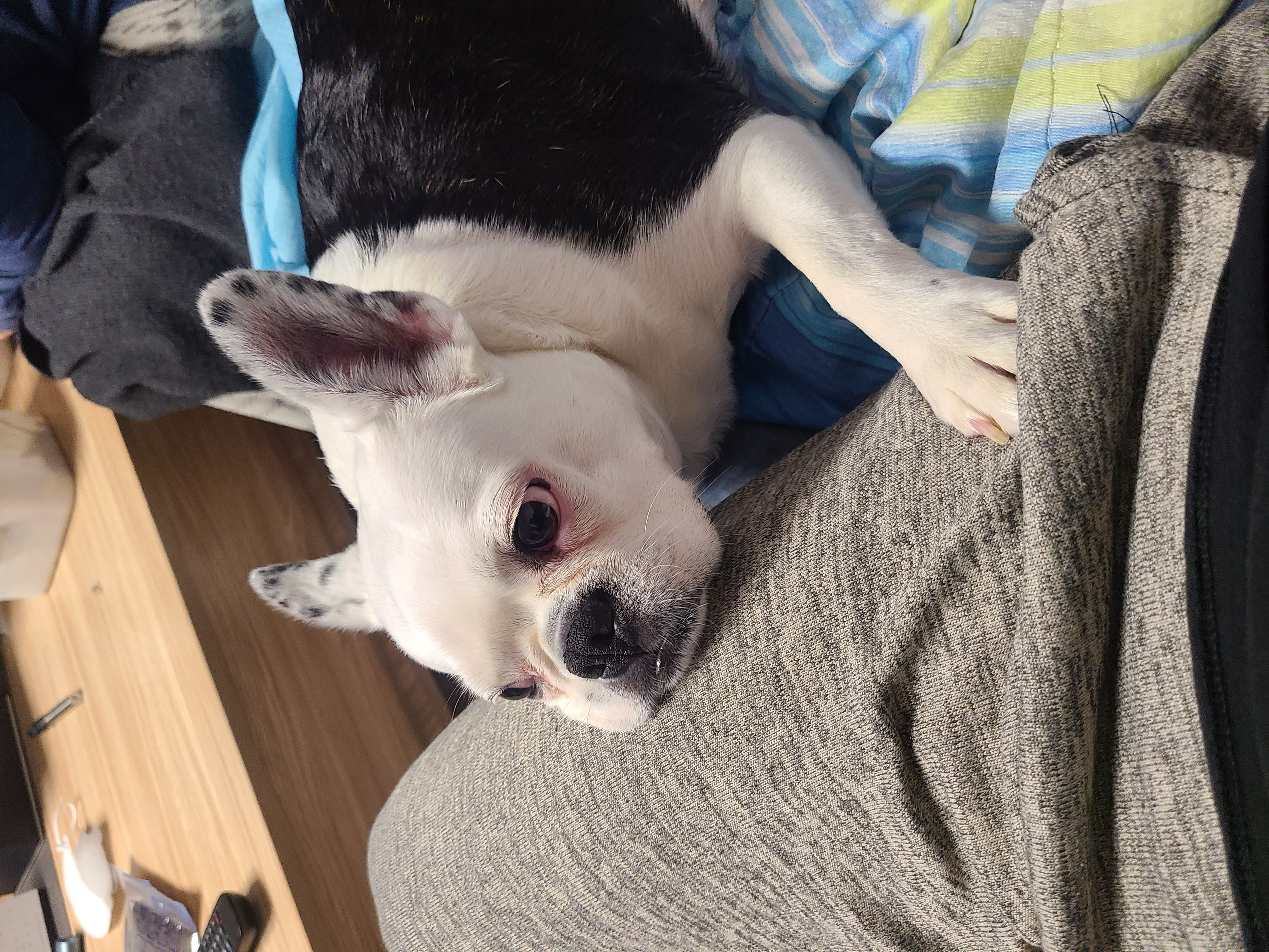 벽강보호소 구조견 애둥이 근황^^
