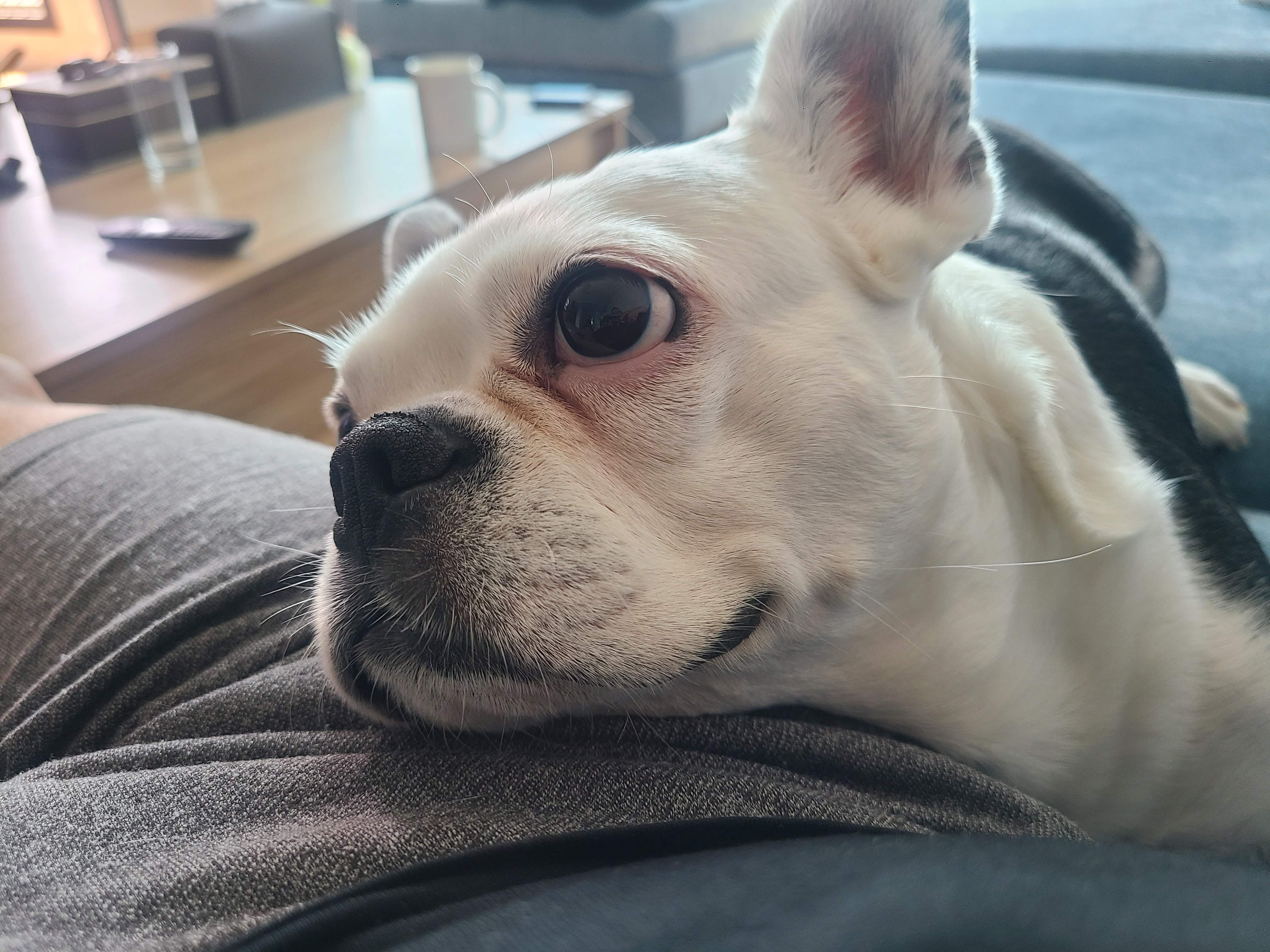 벽강보호소 구조견 애둥이 근황^^