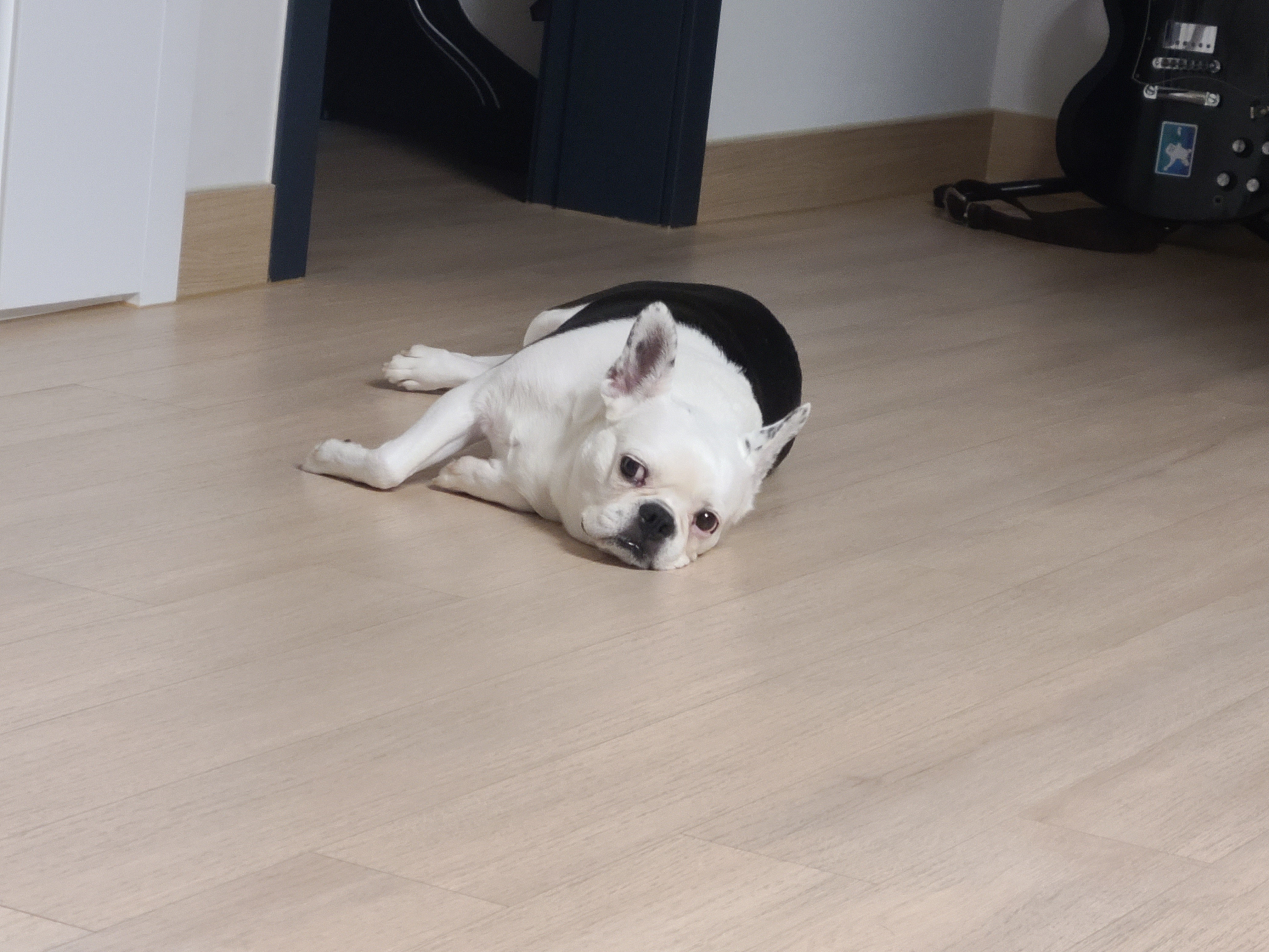 벽강보호소 구조견 애둥이 근황^^