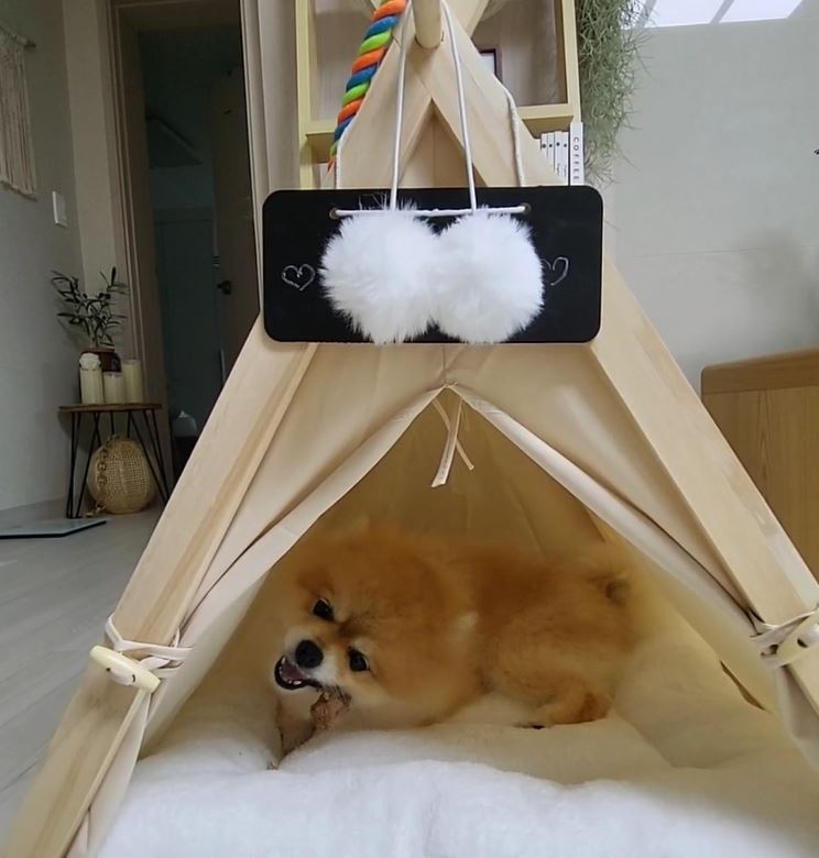 뽀심이(동식이) 입양 후 일주일 후기입니다