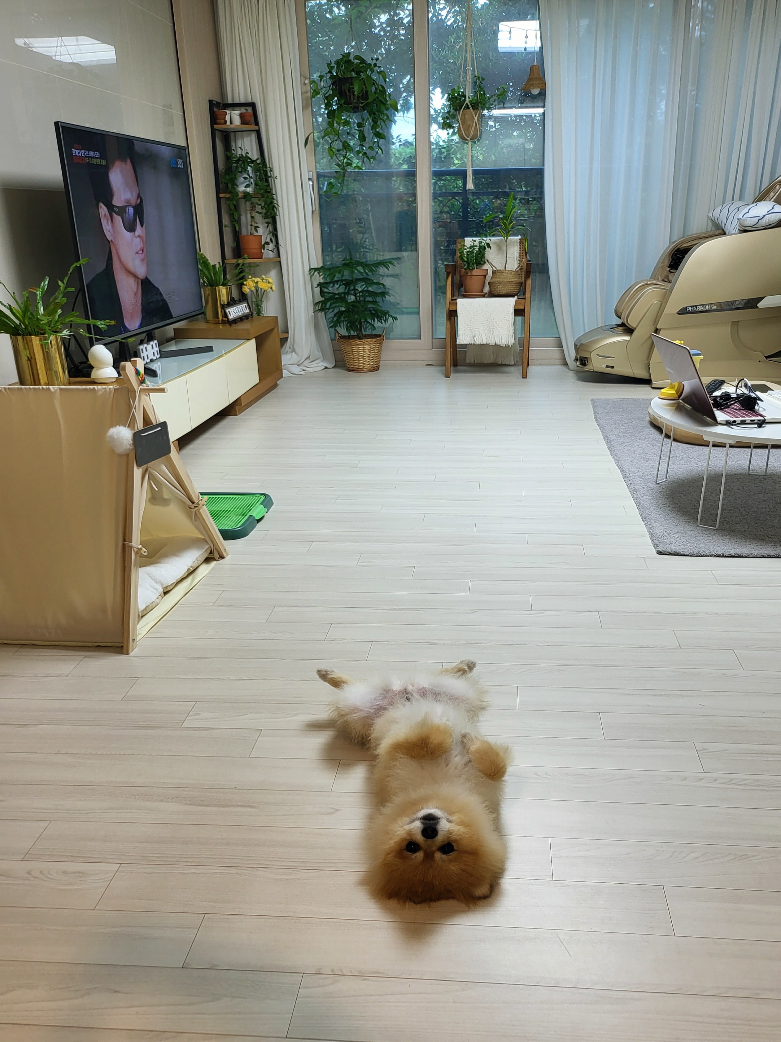 뽀심이(동식이) 입양 후 일주일 후기입니다