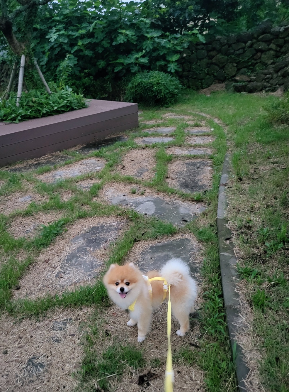 뽀심이(동식이) 입양 후 일주일 후기입니다