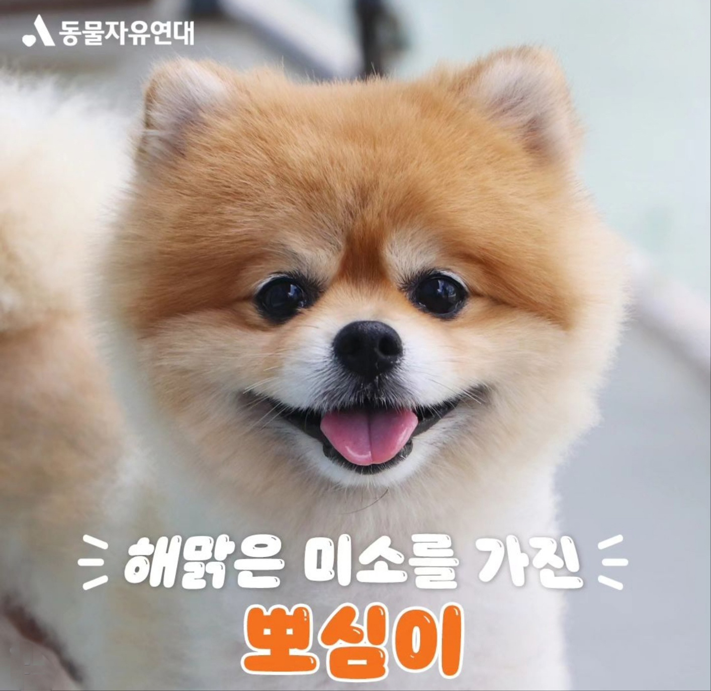 뽀심이(동식이) 입양 후 일주일 후기입니다