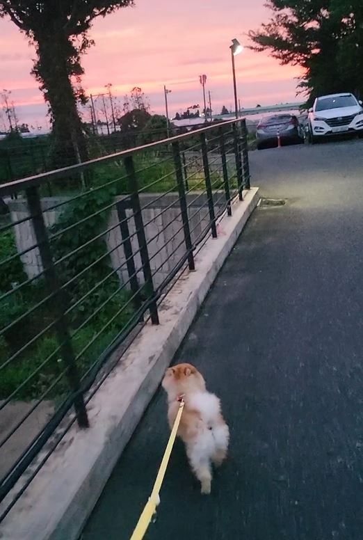 뽀심이(동식이) 입양 후 일주일 후기입니다